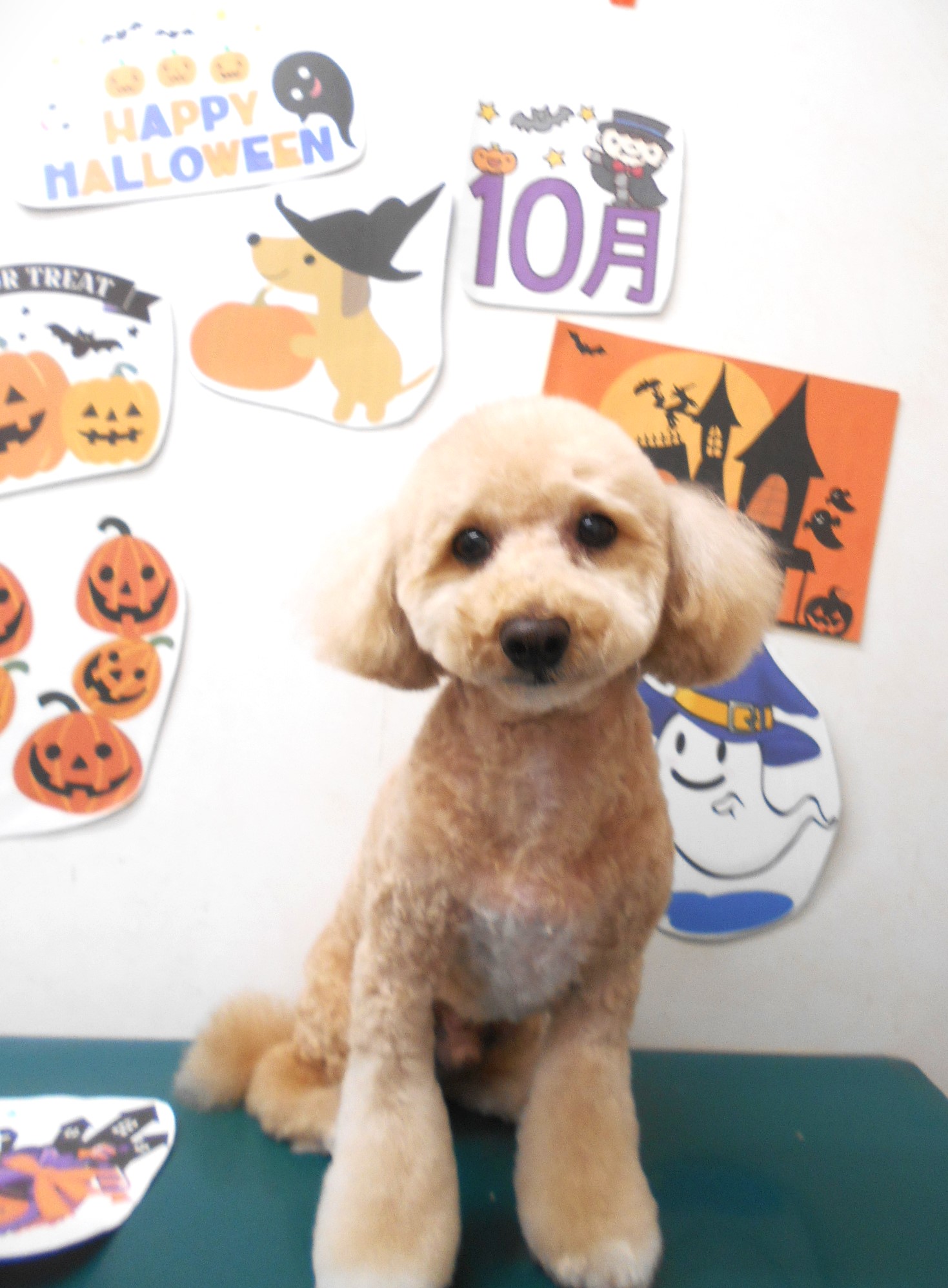 ミックス犬(その他)のトリミングカット シュシュどうぶつ病院の1枚目