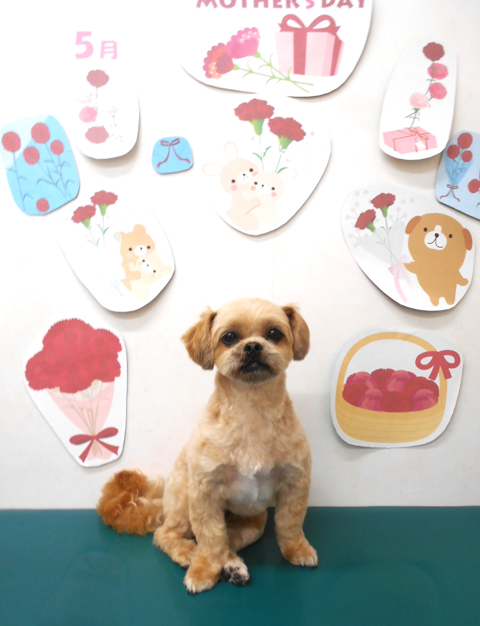 ミックス犬(その他)のトリミングカット シュシュどうぶつ病院の1枚目