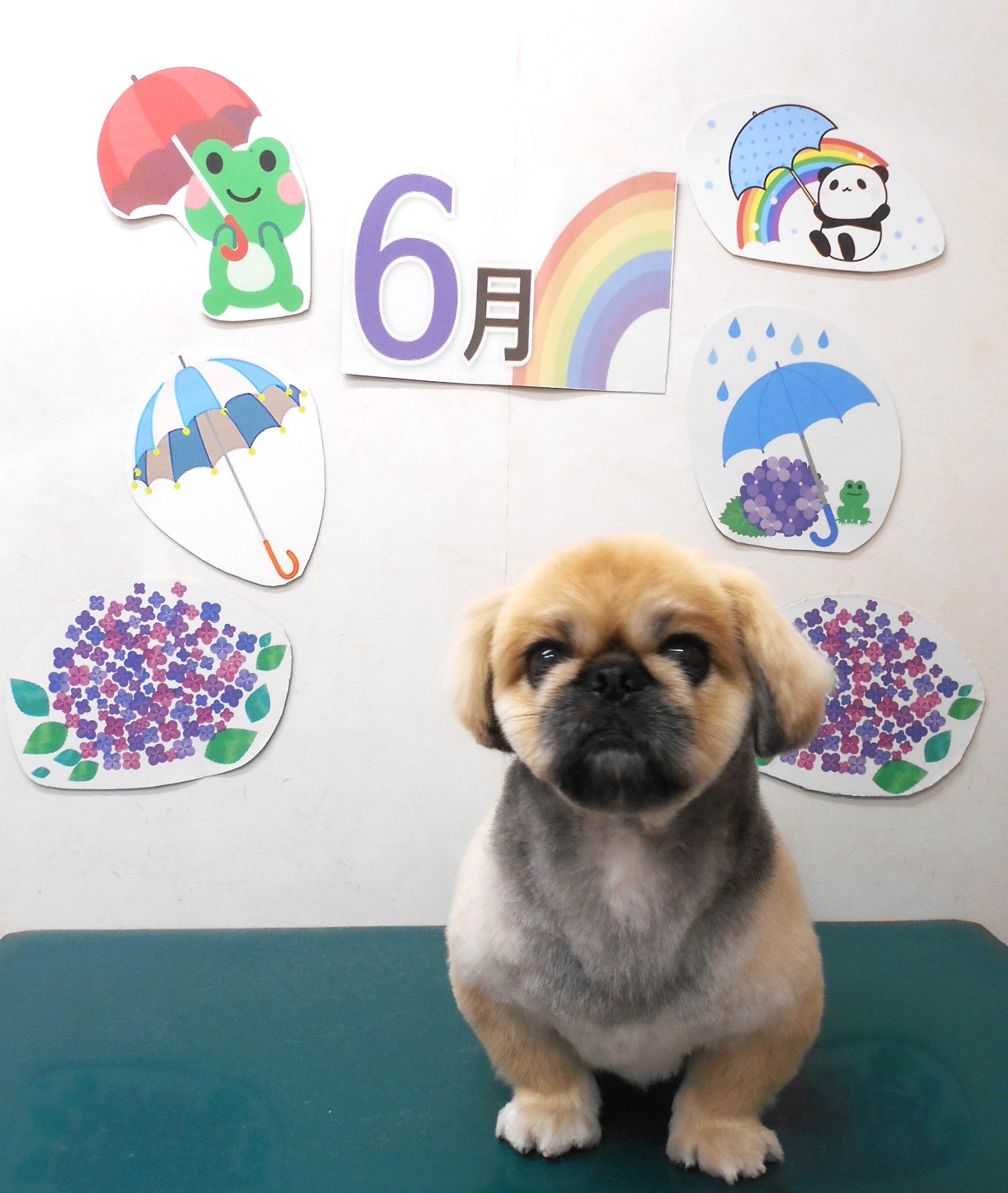 ミックス犬(その他)のトリミングカット シュシュどうぶつ病院の1枚目