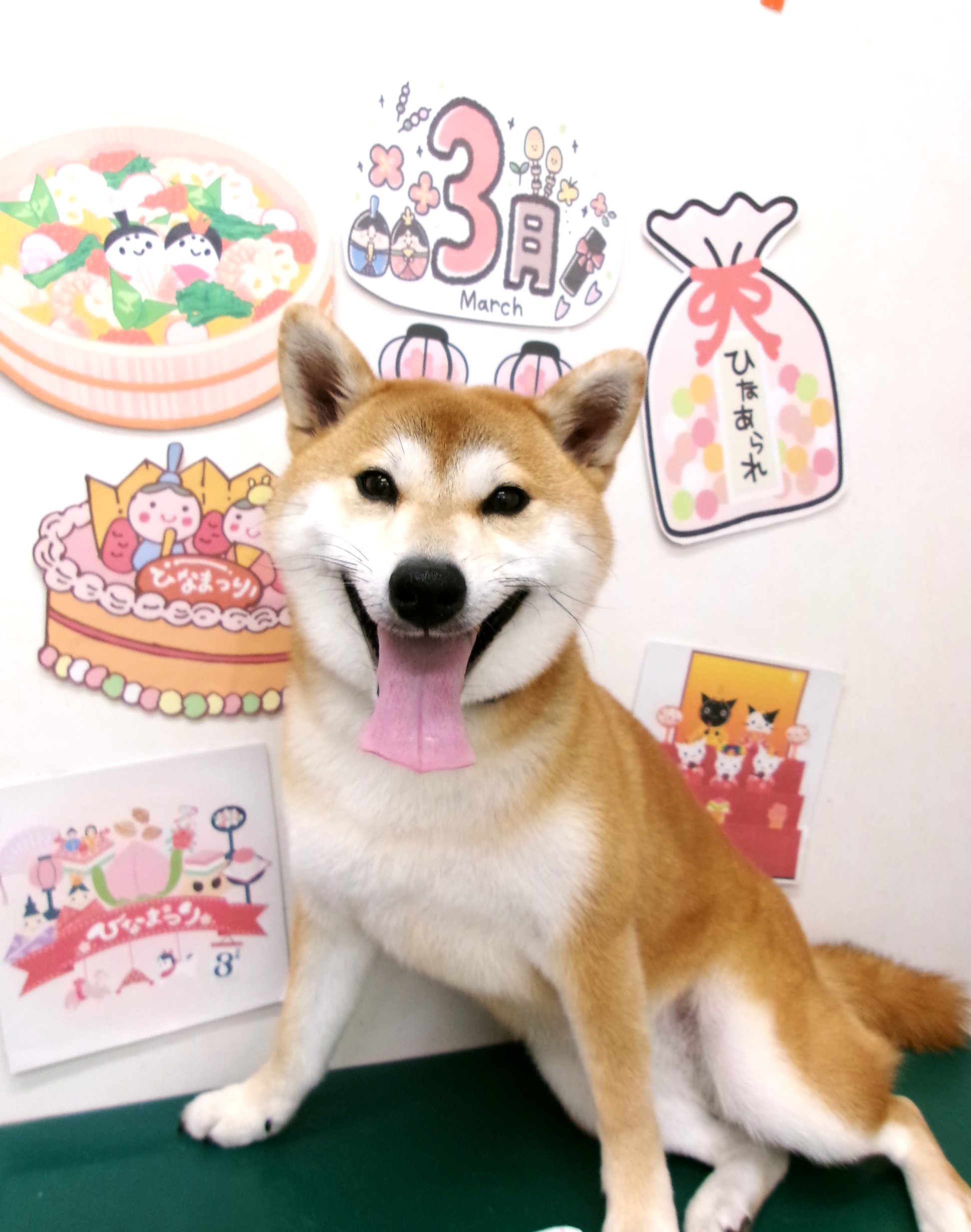 トリミングサロン シュシュどうぶつ病院のトリミングカット-9826の1枚目