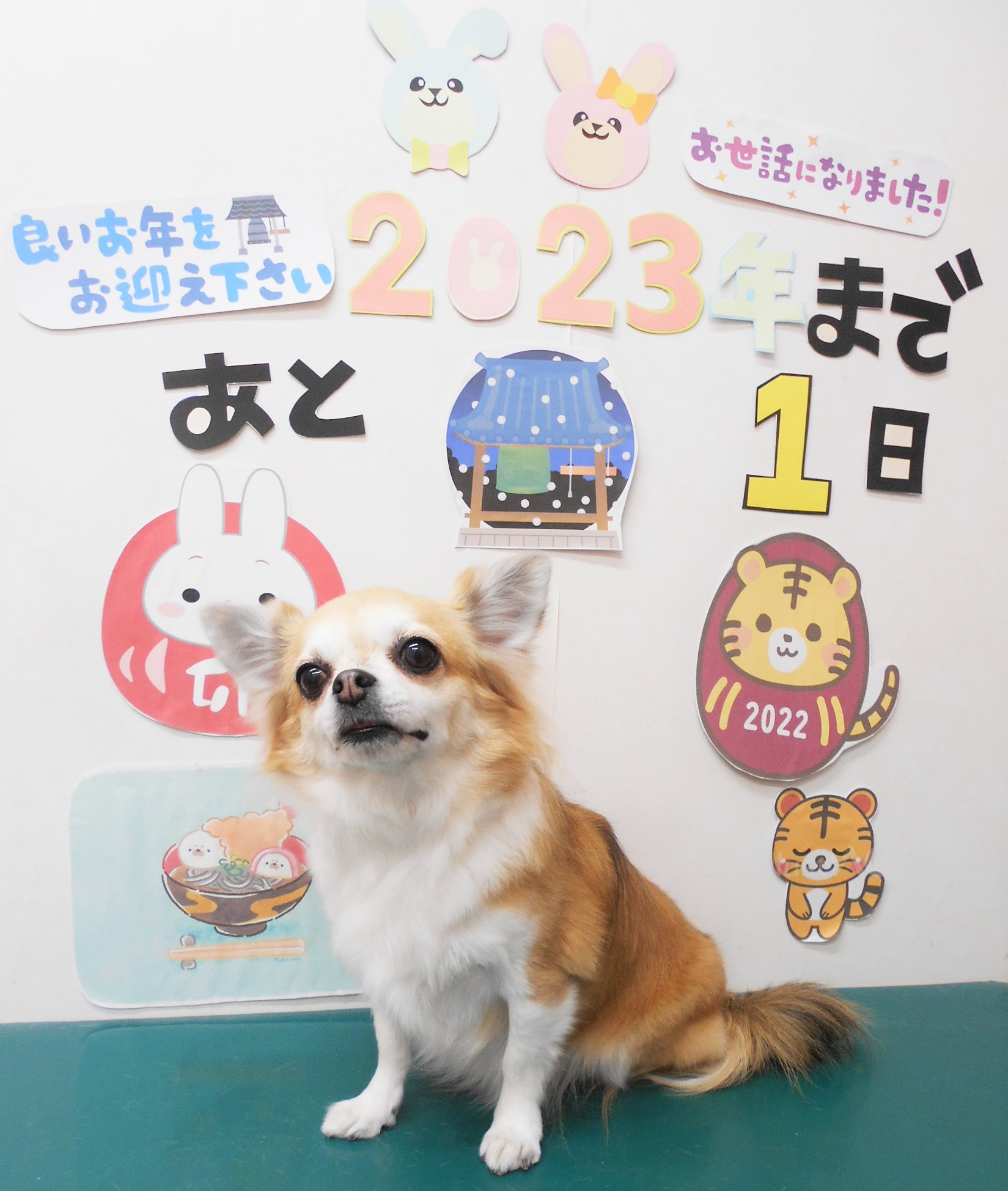 チワワのトリミングカット シュシュどうぶつ病院の1枚目