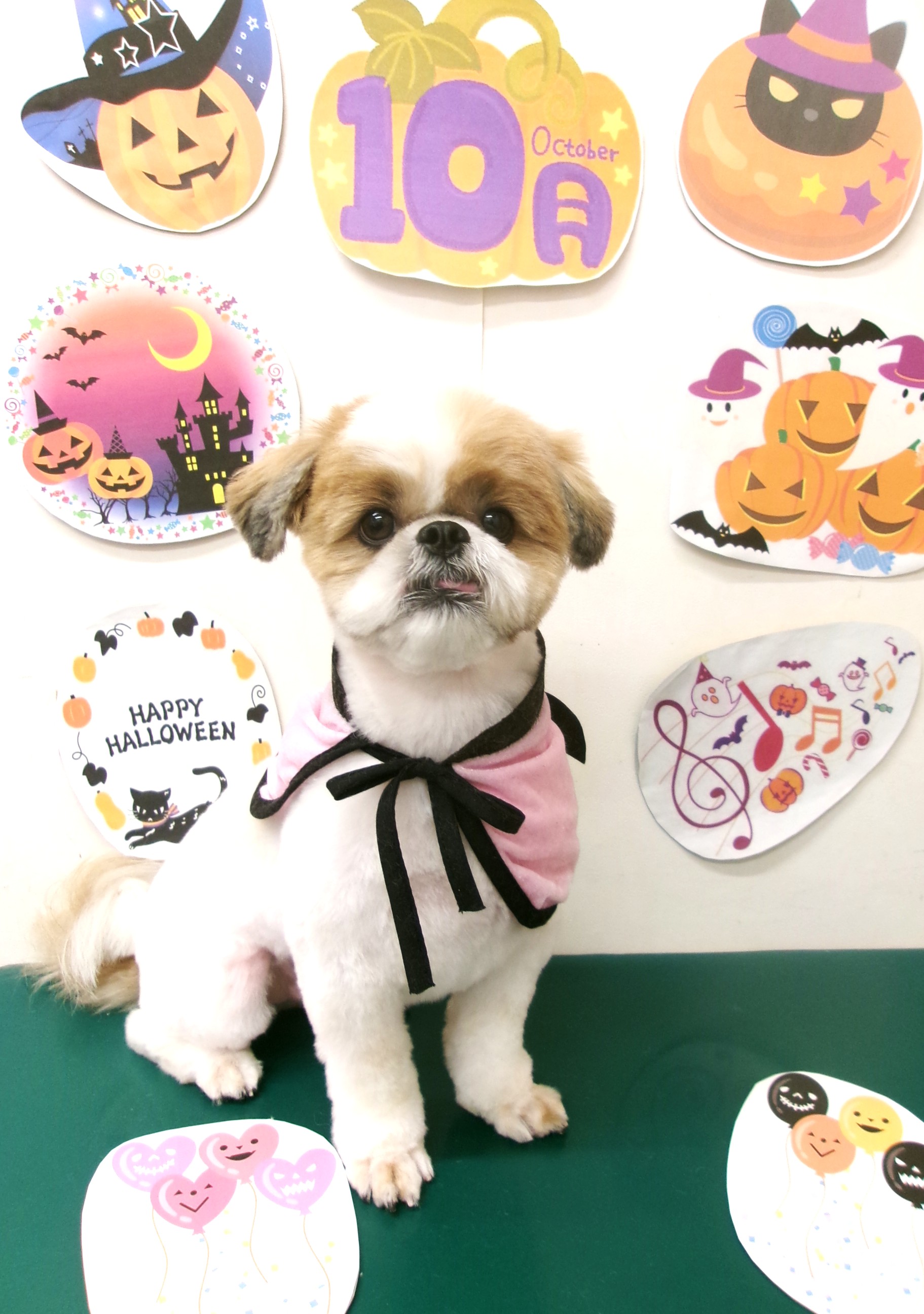 トリミングサロン シュシュどうぶつ病院のトリミングカット-10443の1枚目