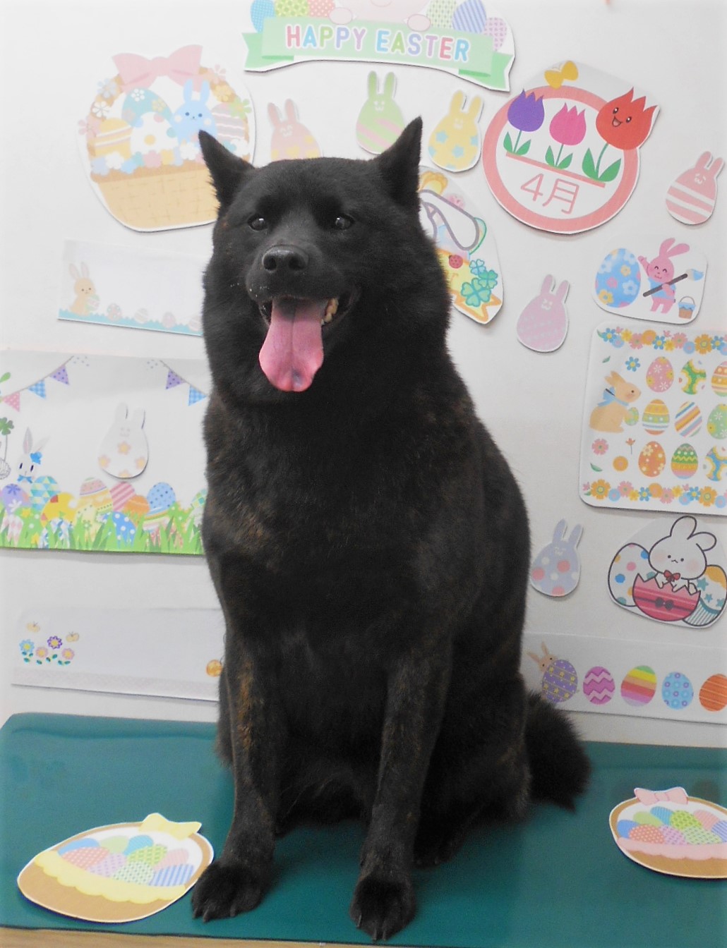 甲斐犬のトリミングカット シュシュどうぶつ病院の1枚目