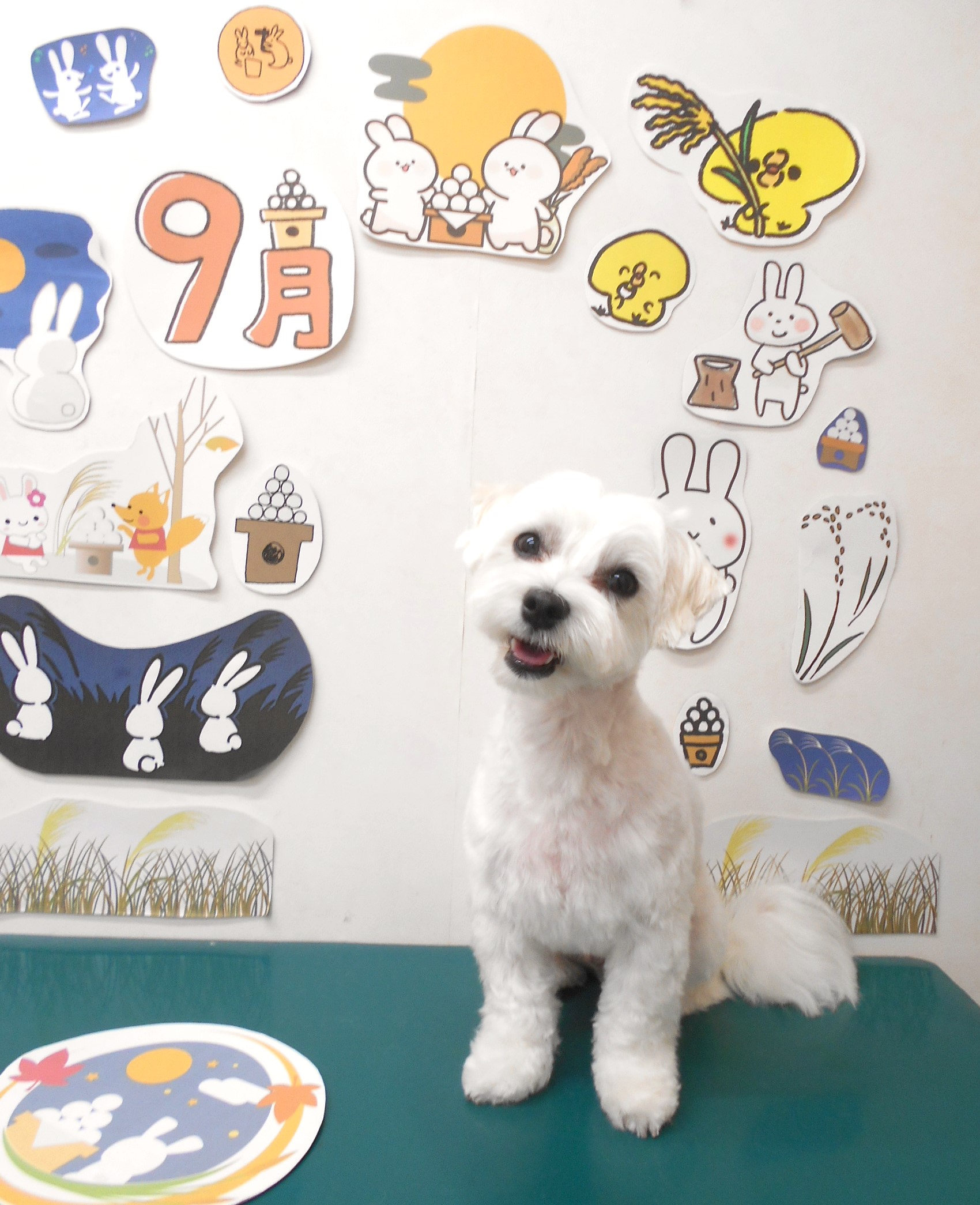 マルチーズのトリミングカット シュシュどうぶつ病院の1枚目