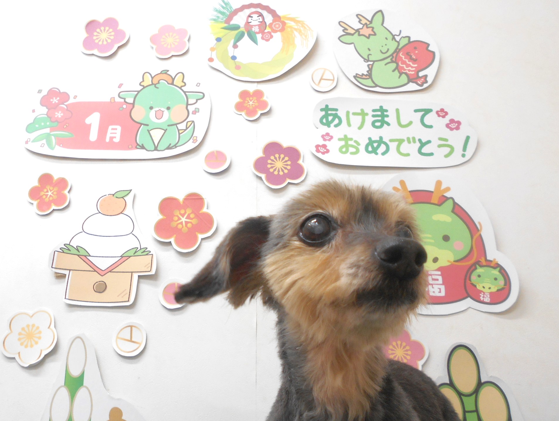 ミックス犬(その他)のトリミングカット シュシュどうぶつ病院の1枚目