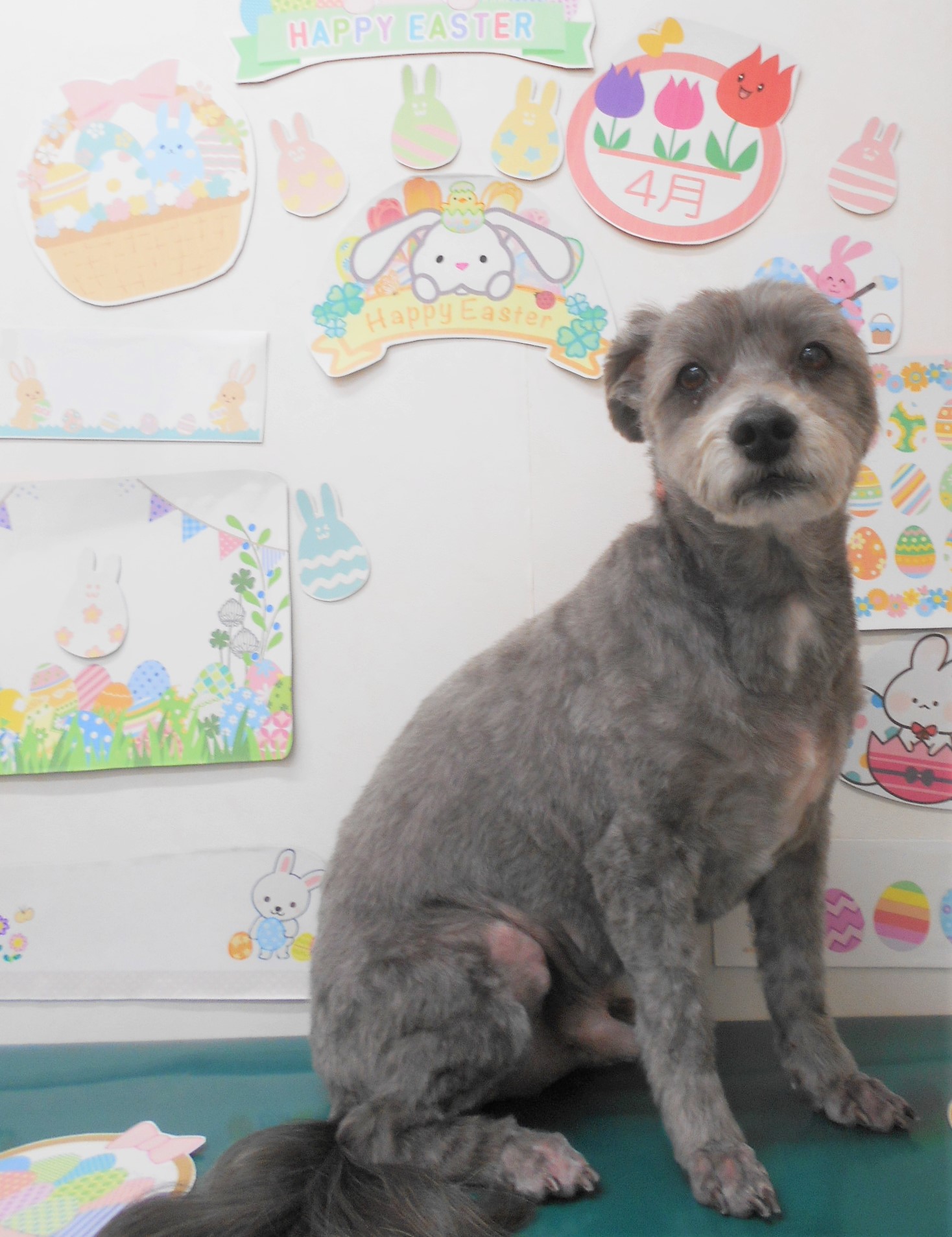 ミックス犬(その他)のトリミングカット シュシュどうぶつ病院の1枚目