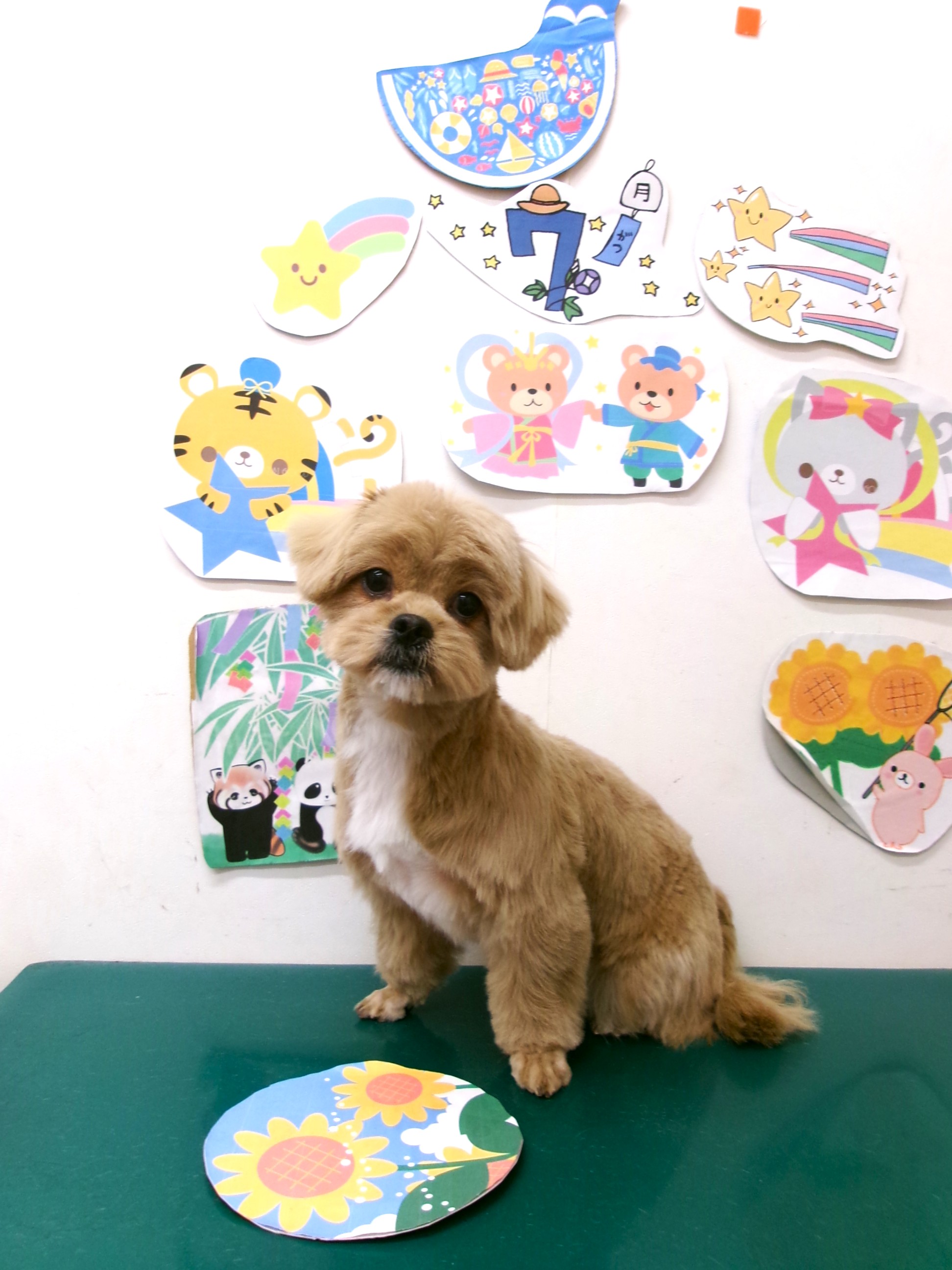 トリミングサロン シュシュどうぶつ病院のトリミングカット-10212の1枚目