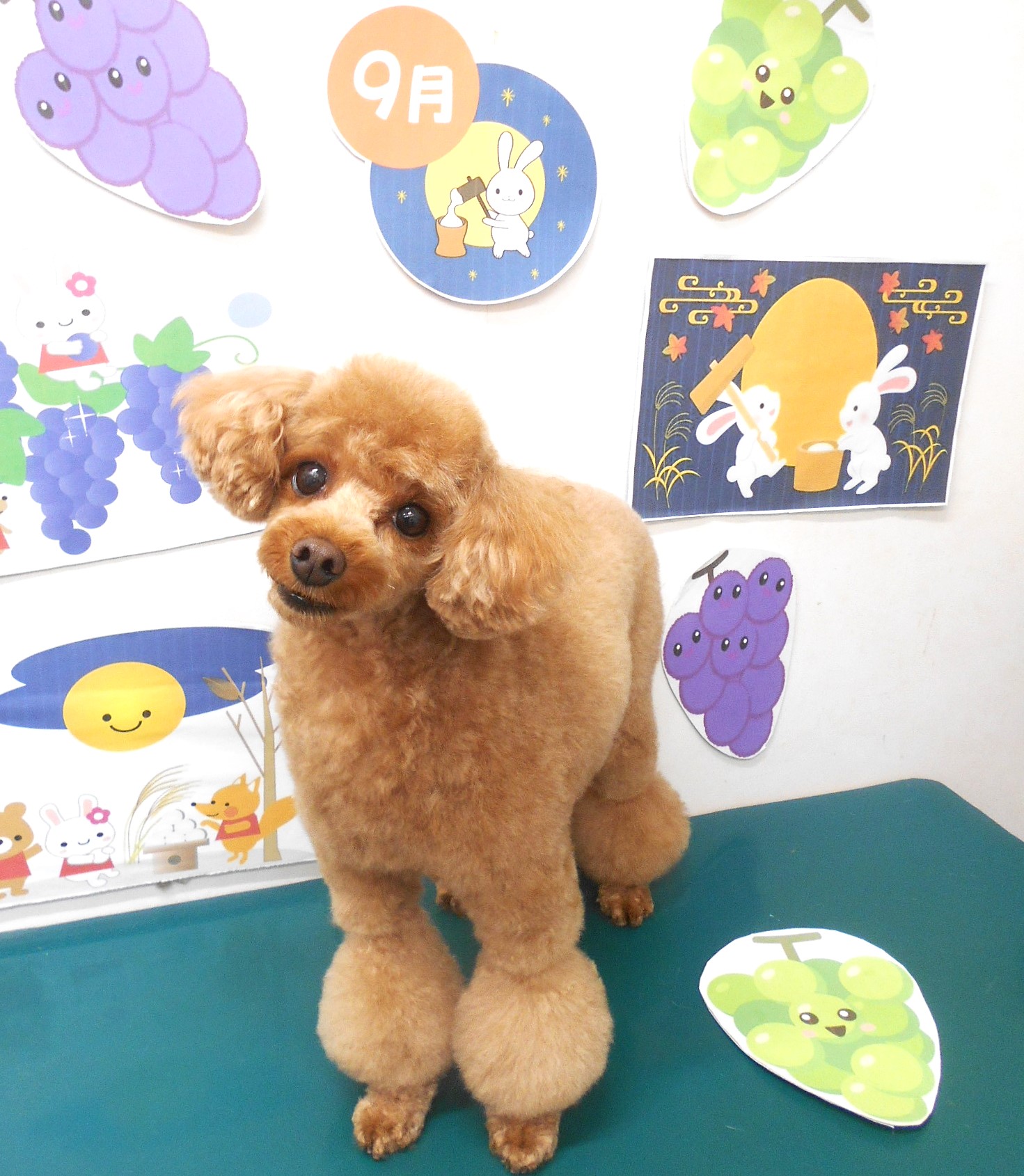トイプードルのトリミングカット シュシュどうぶつ病院の1枚目