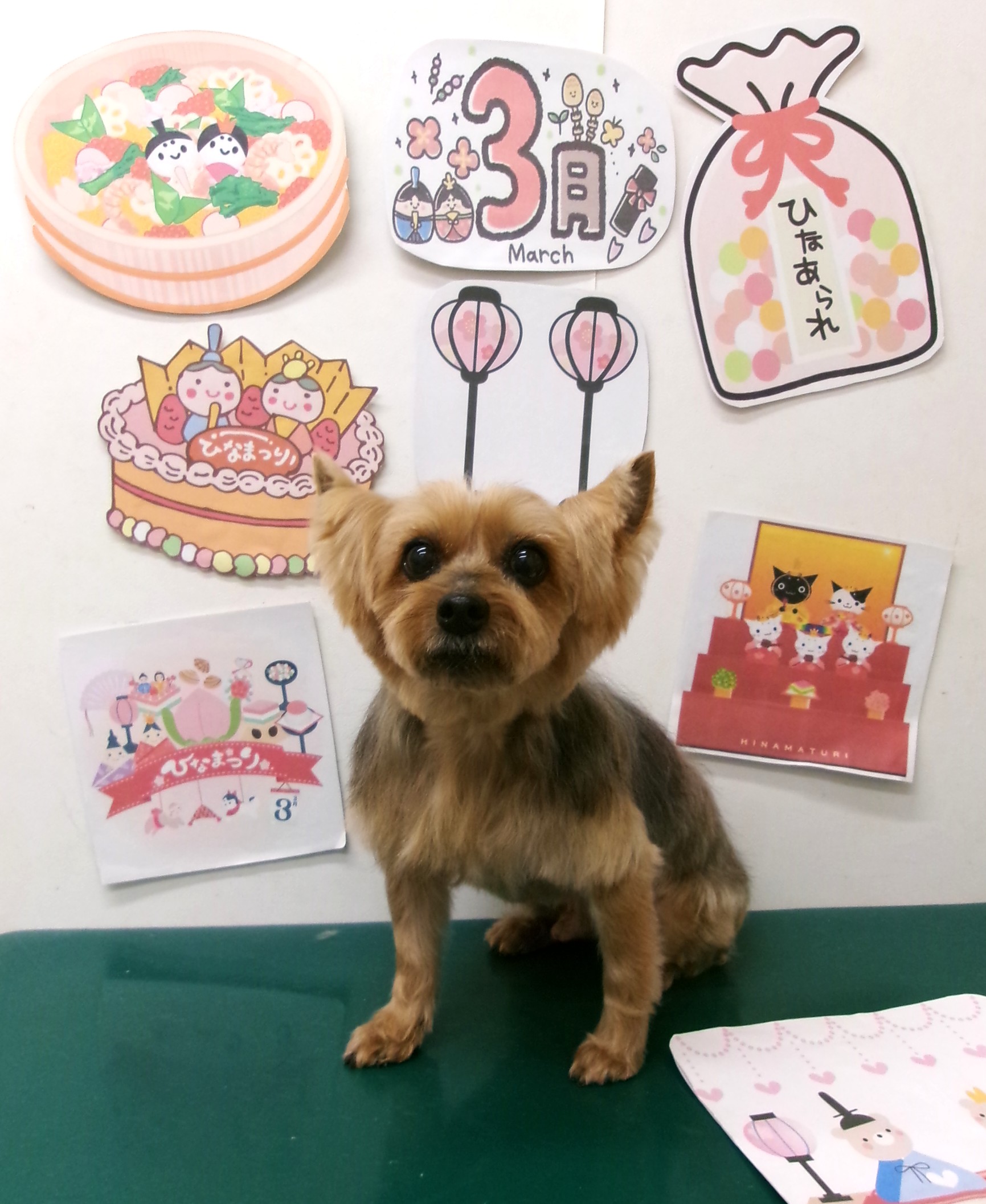 トリミングサロン シュシュどうぶつ病院のトリミングカット-9857の1枚目