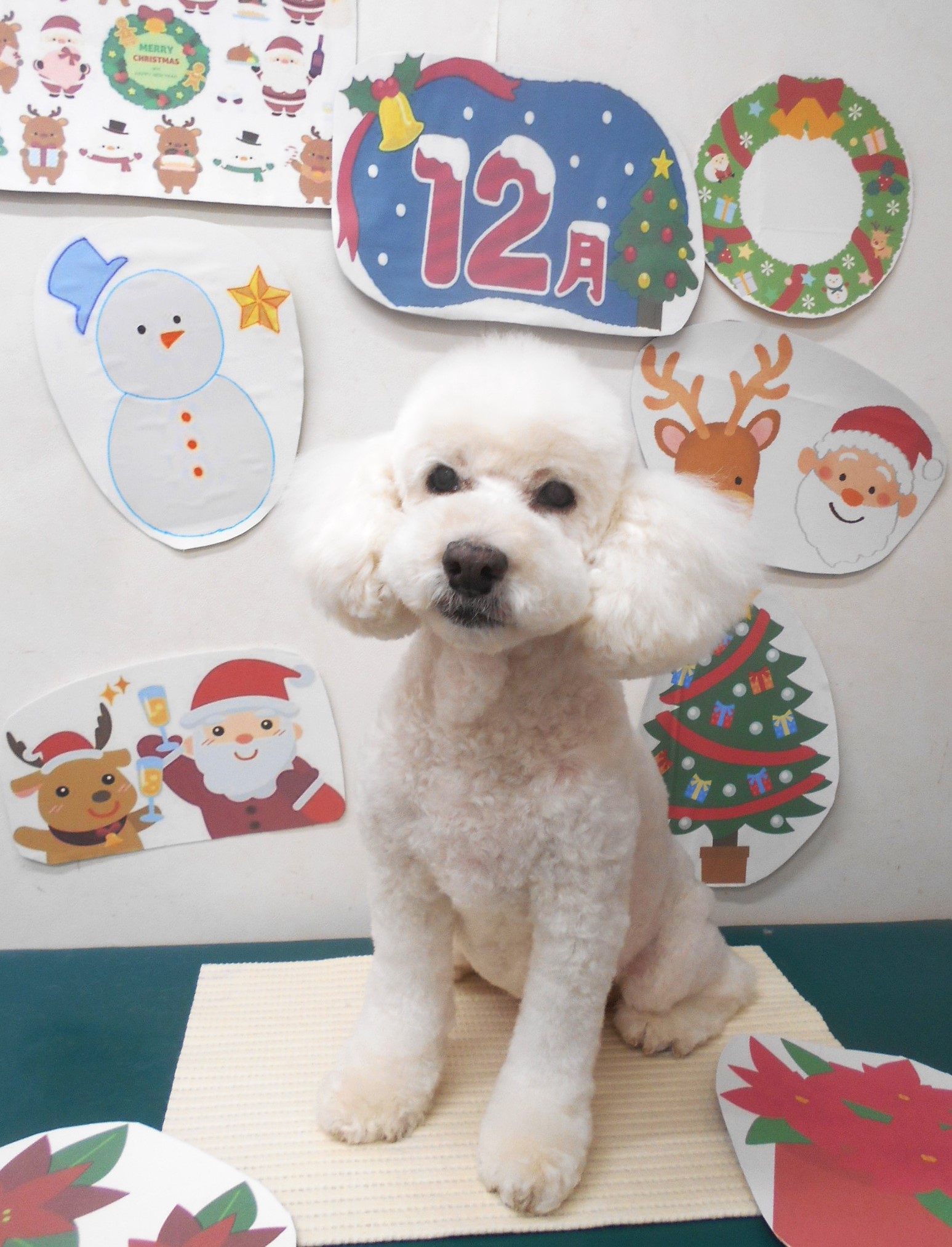 トイプードルのトリミングカット シュシュどうぶつ病院の1枚目