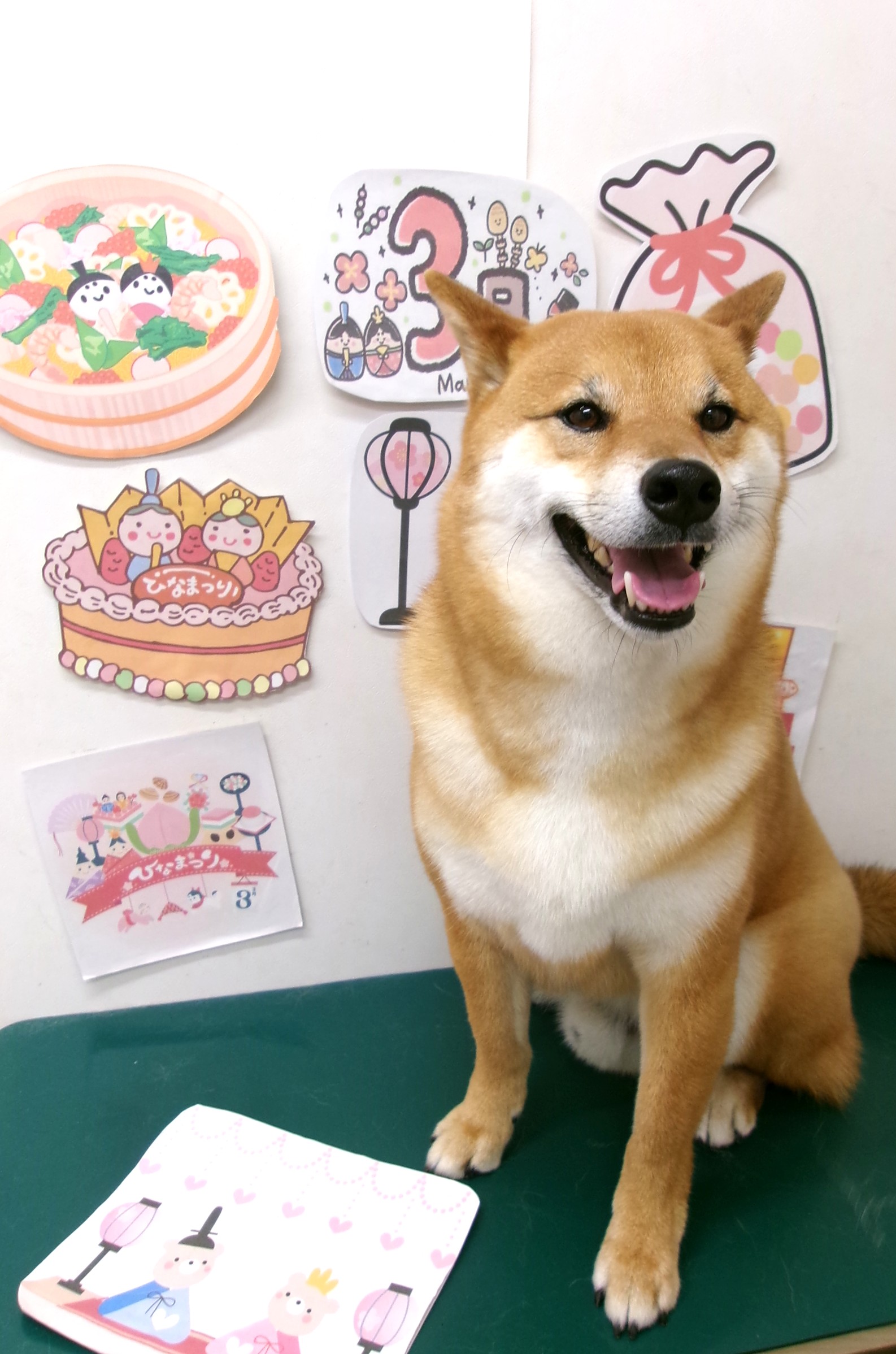 トリミングサロン シュシュどうぶつ病院のトリミングカット-9903の1枚目