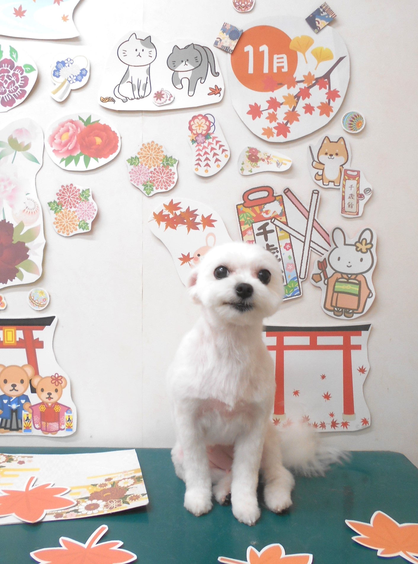 ミックス犬(その他)のトリミングカット シュシュどうぶつ病院の1枚目