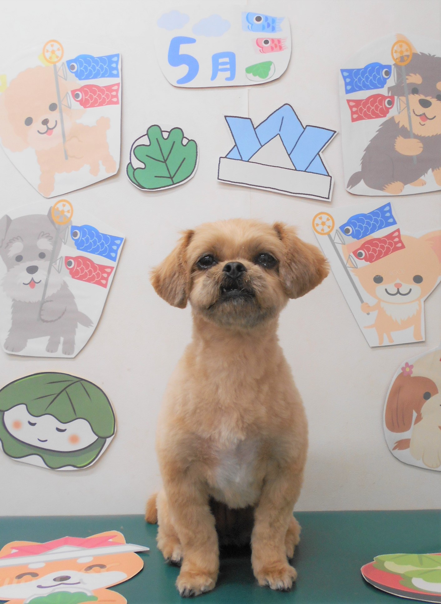 ミックス犬(その他)のトリミングカット シュシュどうぶつ病院の1枚目