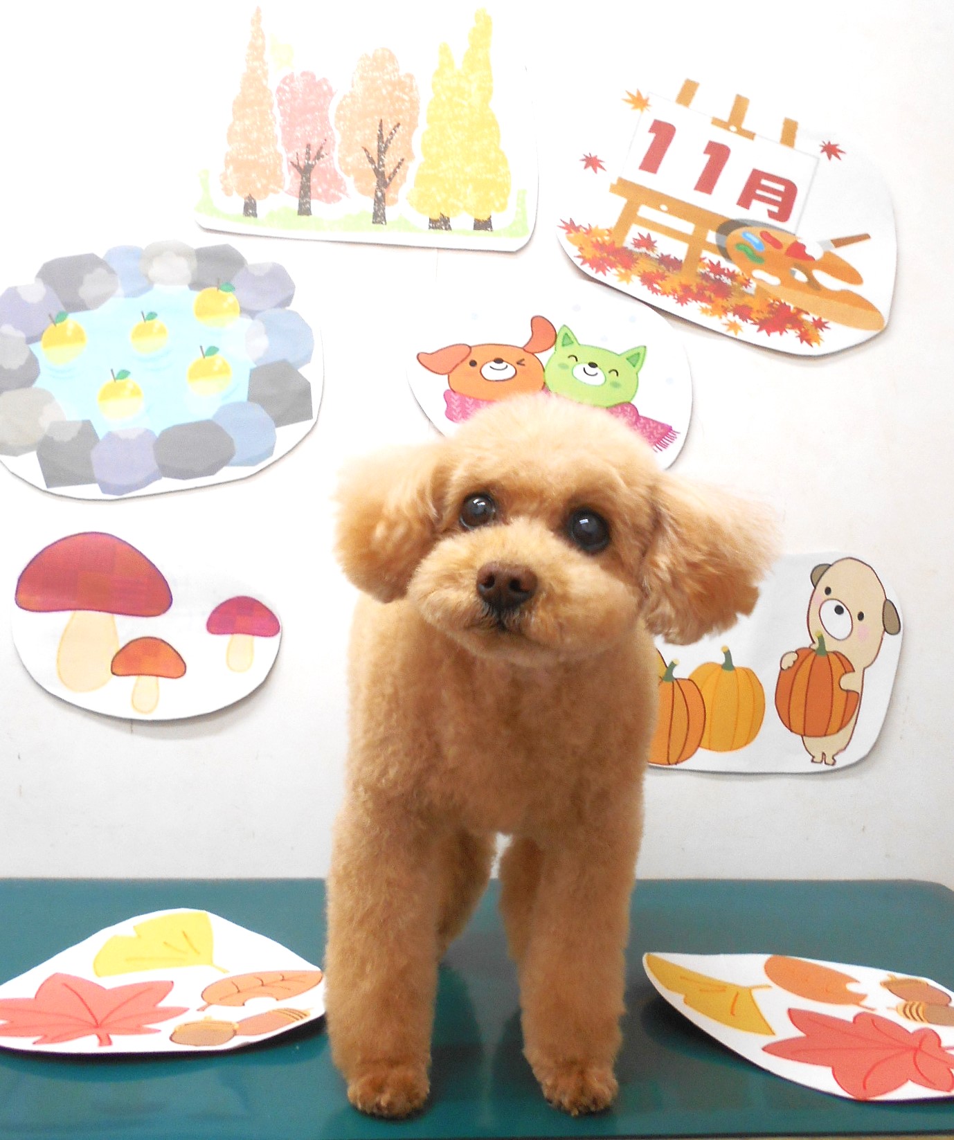 トイプードルのトリミングカット シュシュどうぶつ病院の1枚目