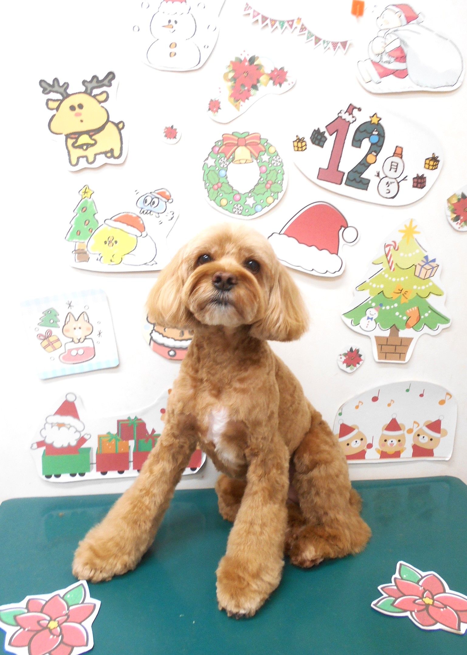 ミックス犬(その他)のトリミングカット シュシュどうぶつ病院の1枚目