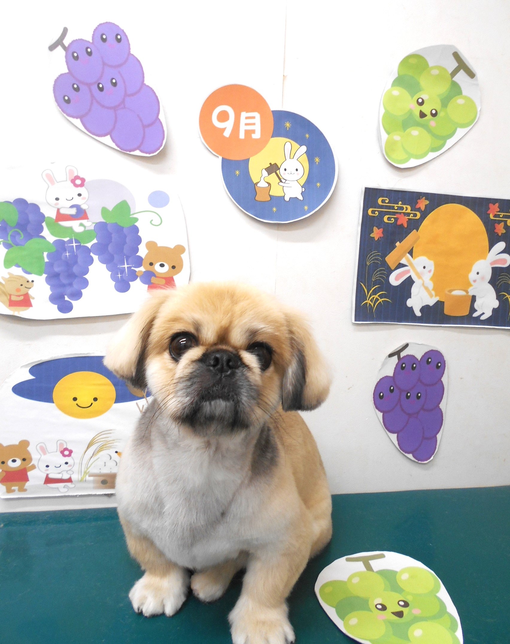 ペキニーズのトリミングカット シュシュどうぶつ病院の1枚目