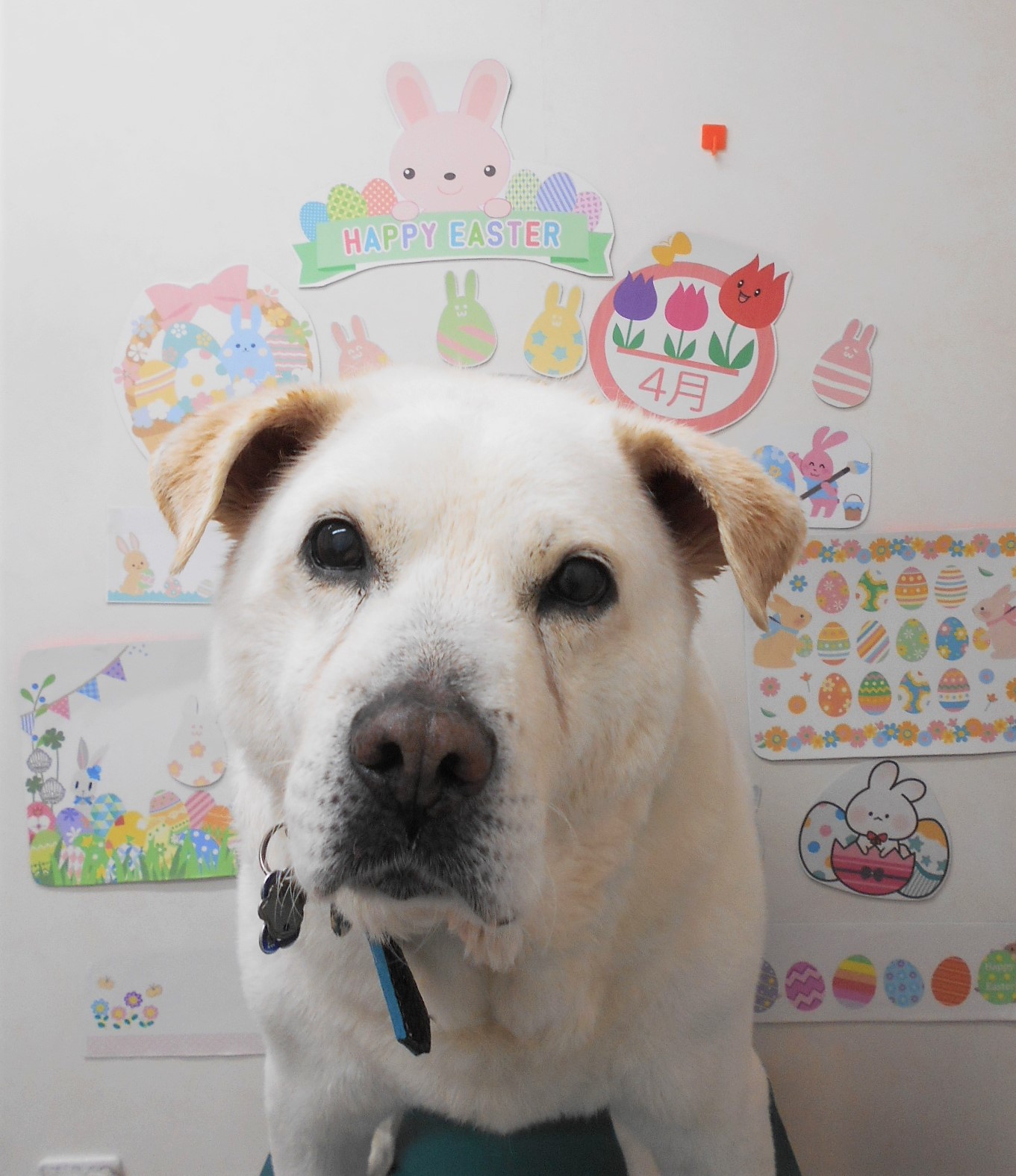 ミックス犬(その他)のトリミングカット シュシュどうぶつ病院の1枚目