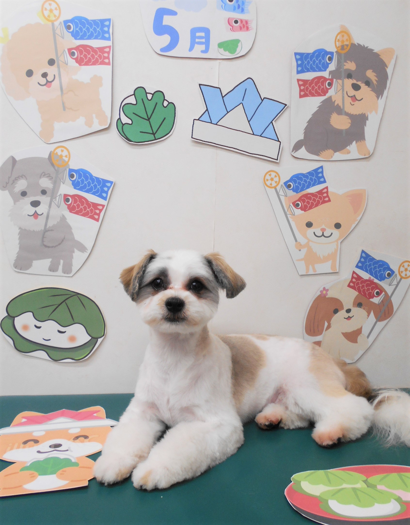 ミックス犬(その他)のトリミングカット シュシュどうぶつ病院の1枚目