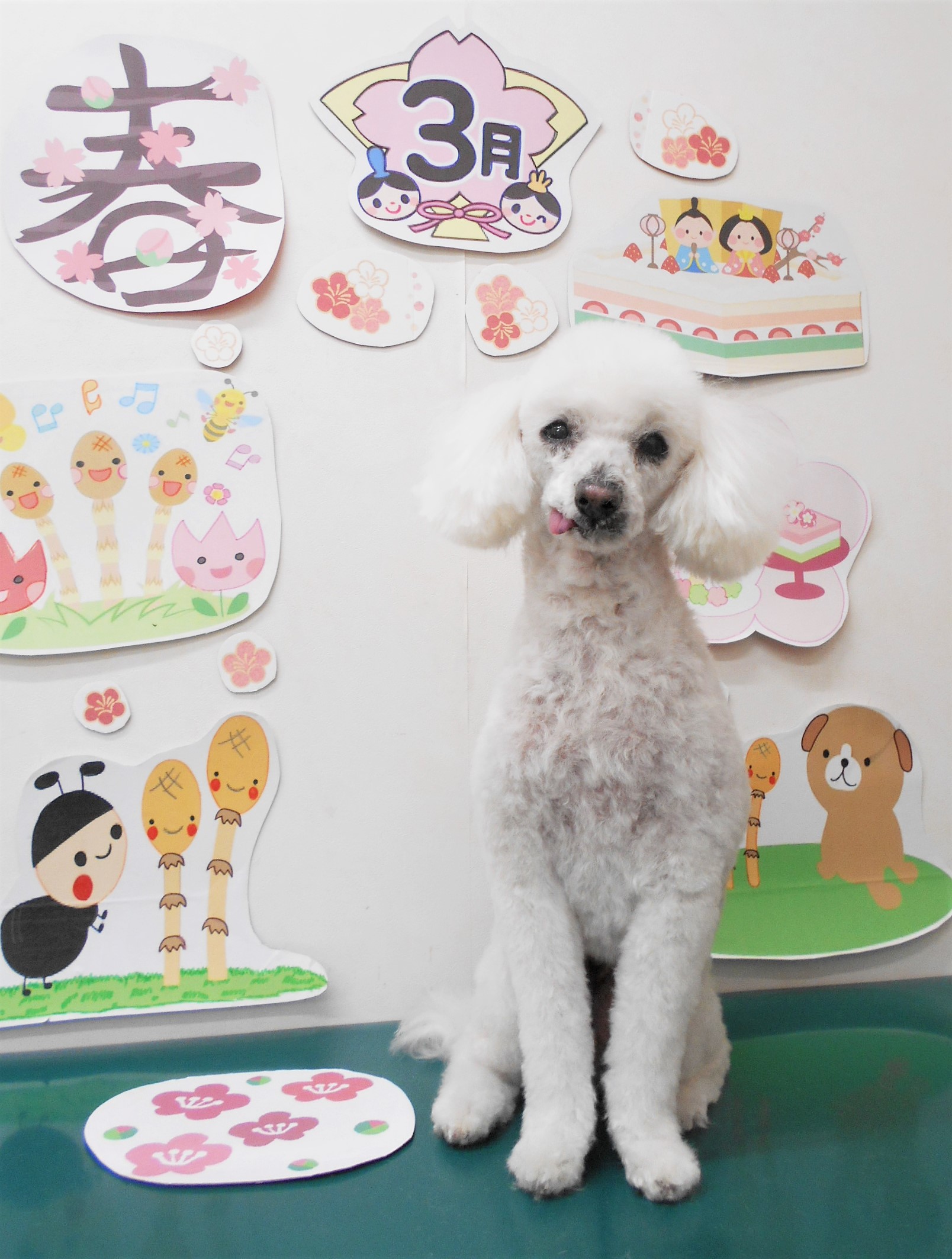 トイプードルのトリミングカット シュシュどうぶつ病院の1枚目