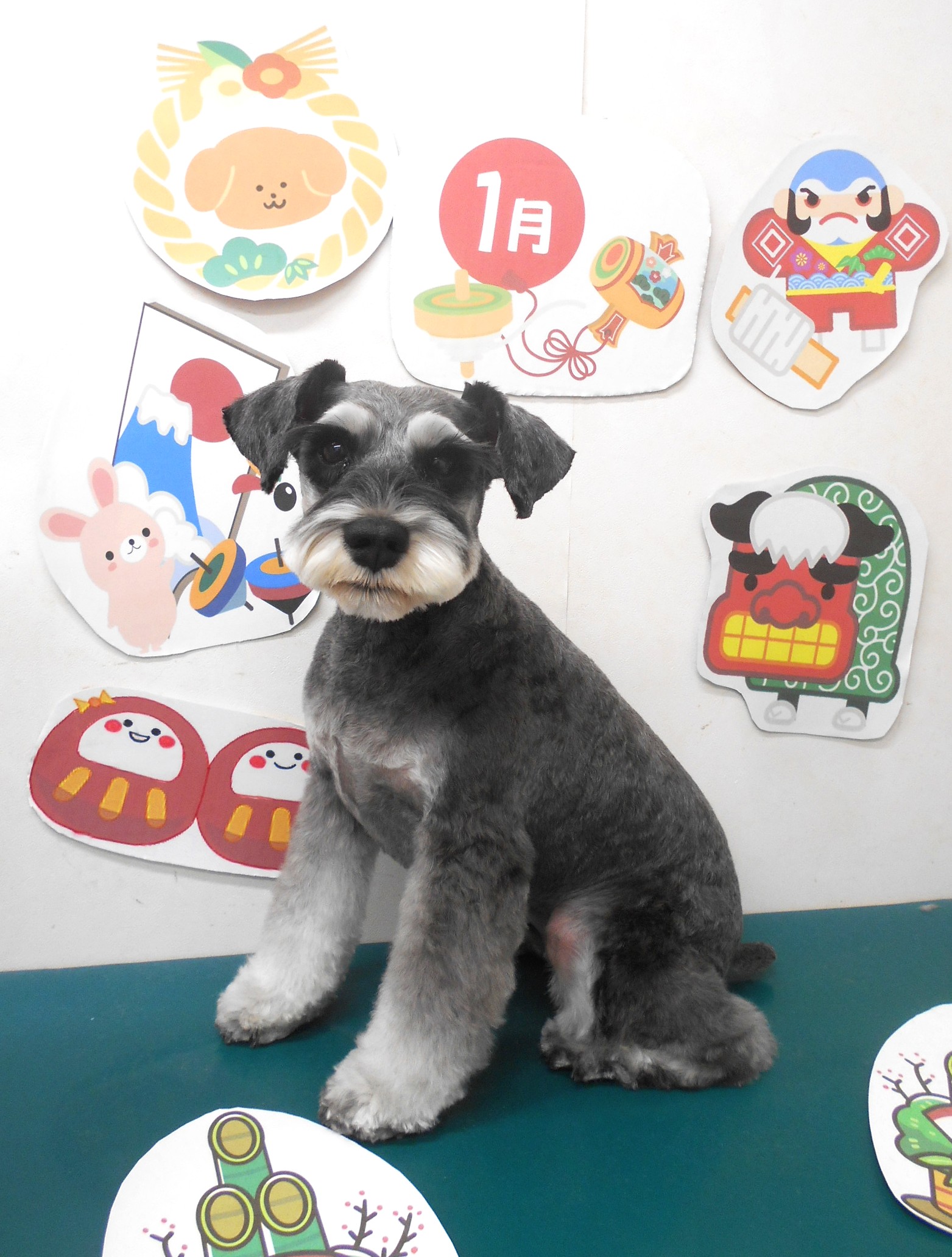 トリミングサロン シュシュどうぶつ病院のトリミングカット-9712の1枚目
