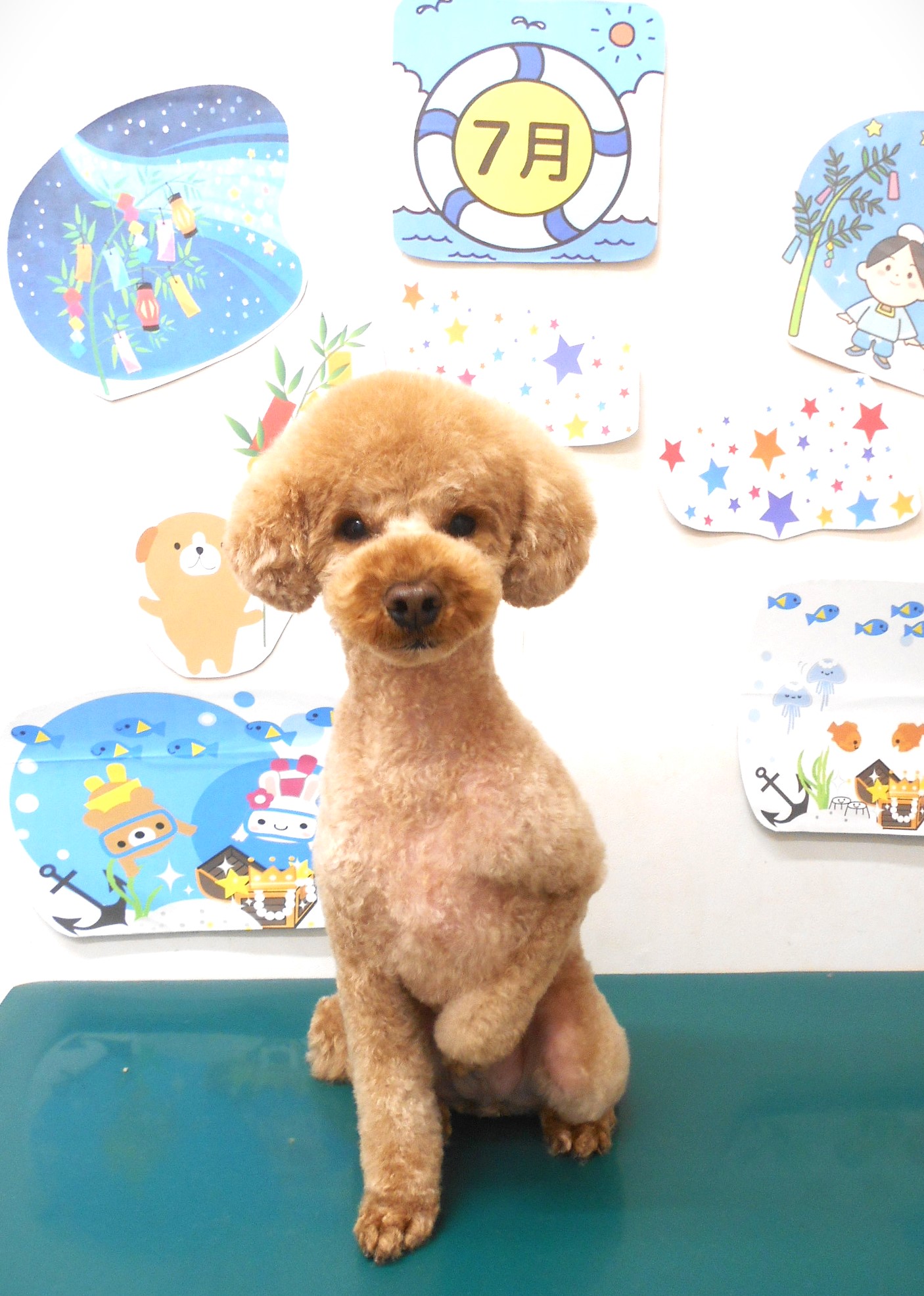 ティーカッププードルのトリミングカット シュシュどうぶつ病院の1枚目