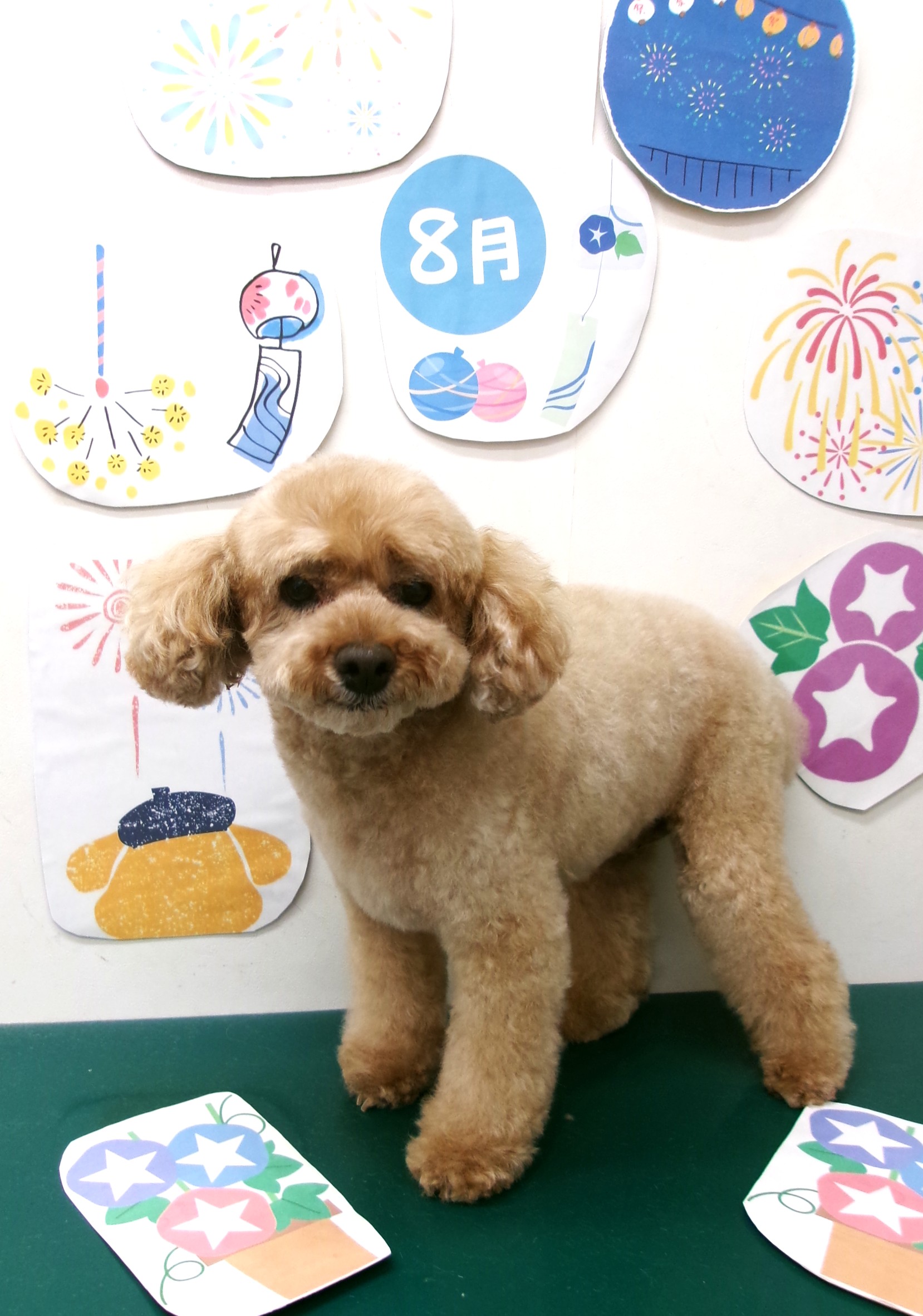 トリミングサロン シュシュどうぶつ病院のトリミングカット-10300の1枚目