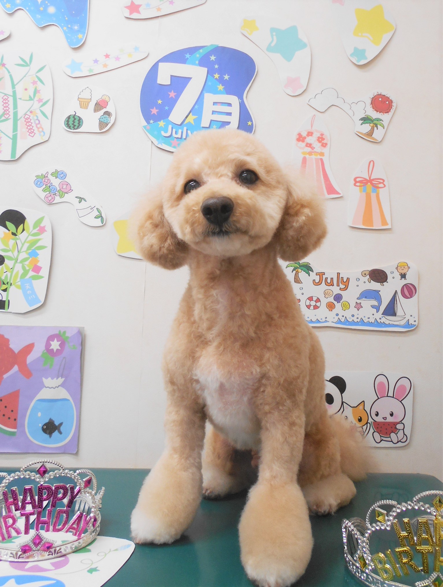 ミックス犬(その他)のトリミングカット シュシュどうぶつ病院の1枚目