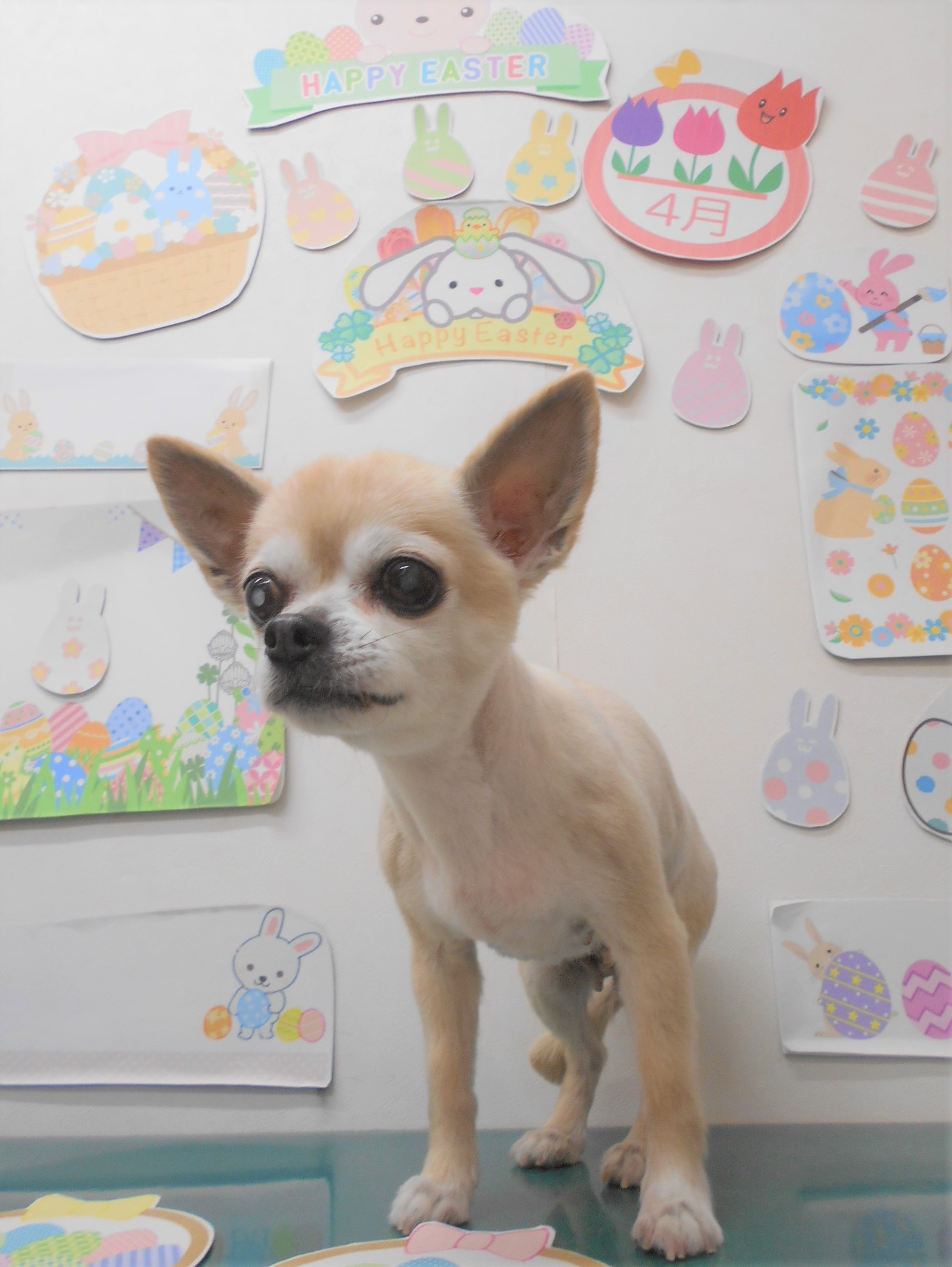 チワワのトリミングカット シュシュどうぶつ病院の1枚目
