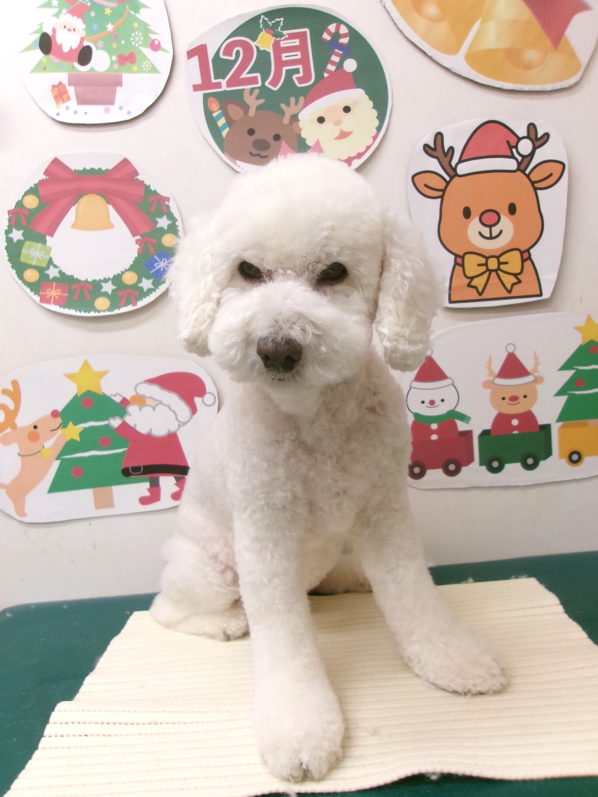 トイプードルのトリミングカット シュシュどうぶつ病院の1枚目