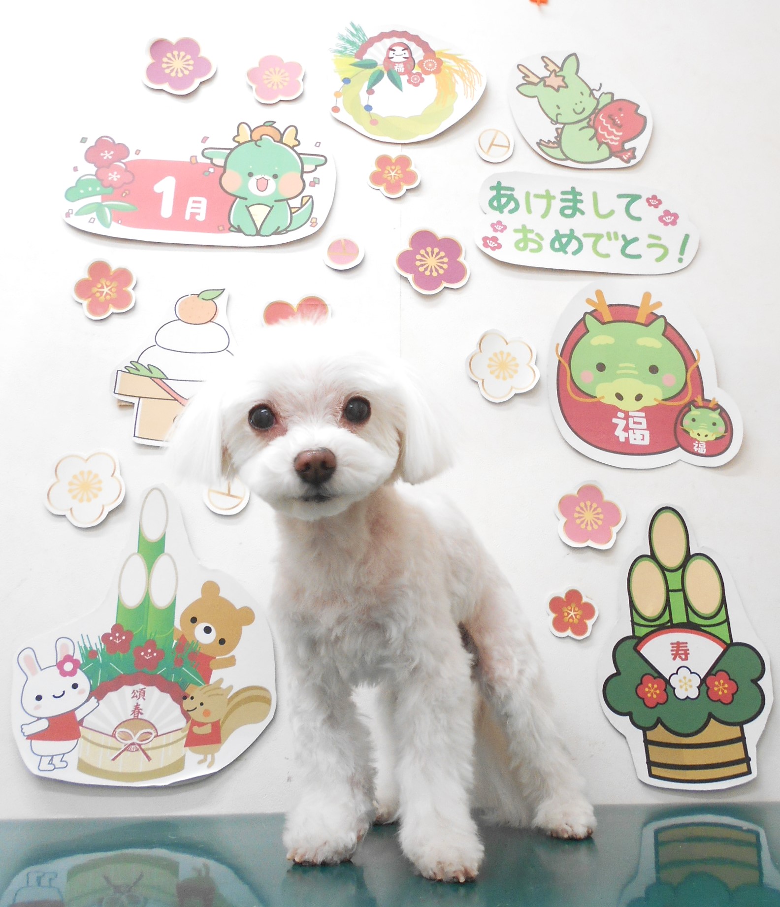 マルチーズのトリミングカット シュシュどうぶつ病院の1枚目
