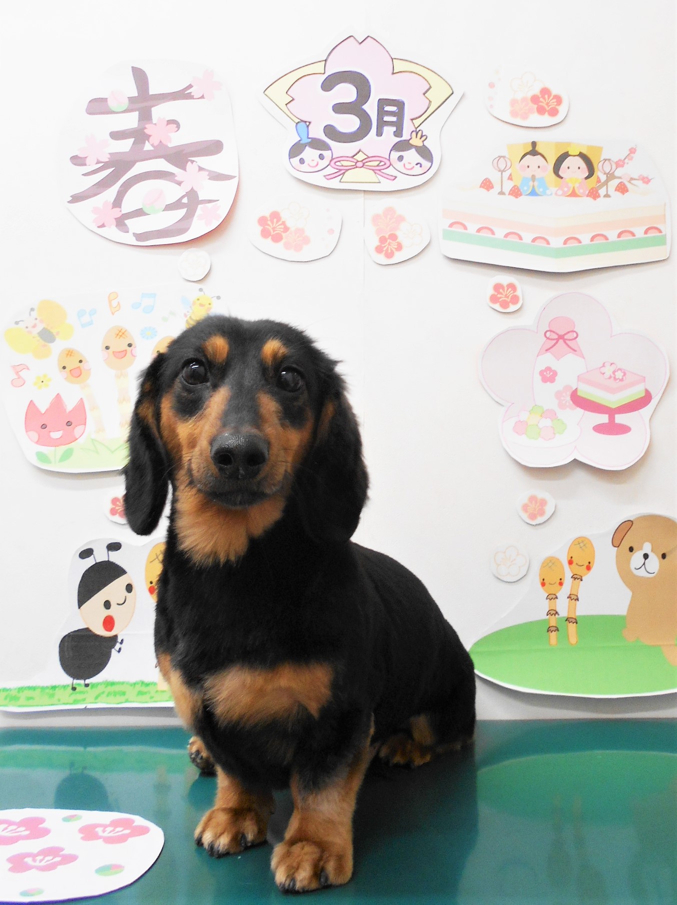 ミニチュアダックスフンドのトリミングカット シュシュどうぶつ病院の1枚目
