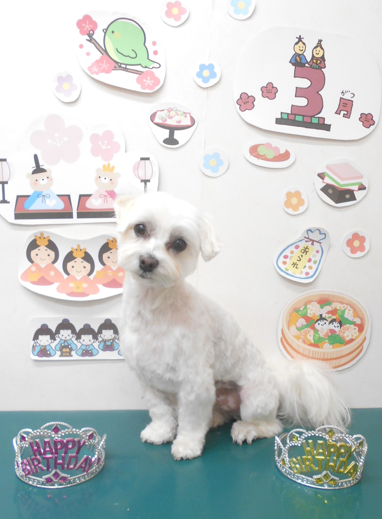 マルチーズのトリミングカット シュシュどうぶつ病院の1枚目