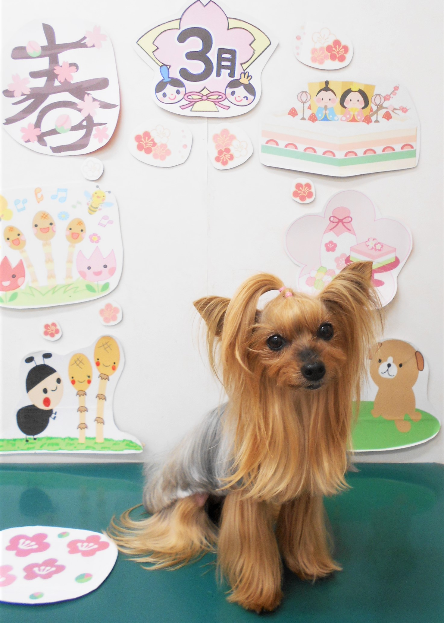 ヨークシャーテリアのトリミングカット シュシュどうぶつ病院の1枚目