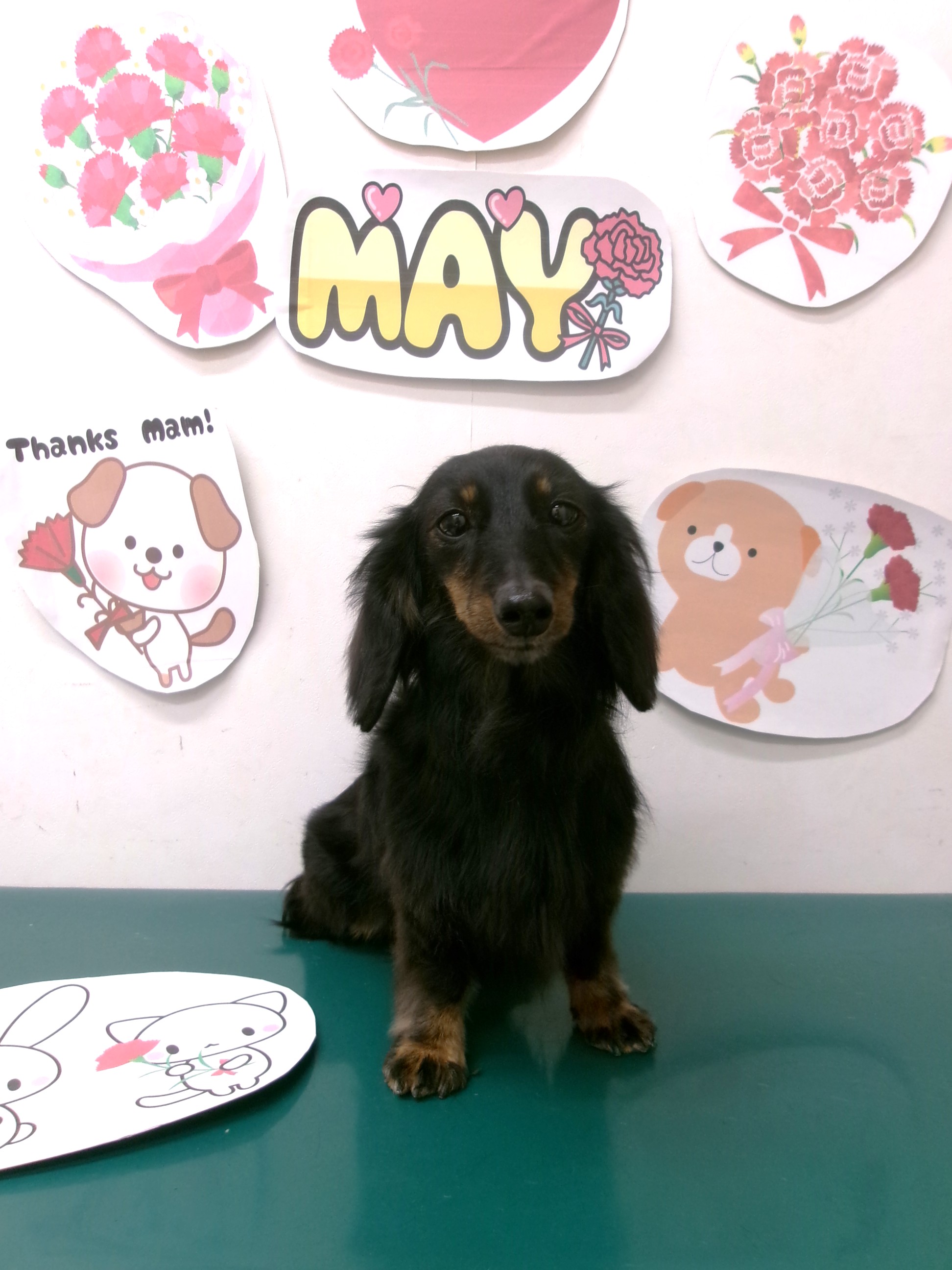 ミニチュアダックスフンドのトリミングカット シュシュどうぶつ病院の1枚目