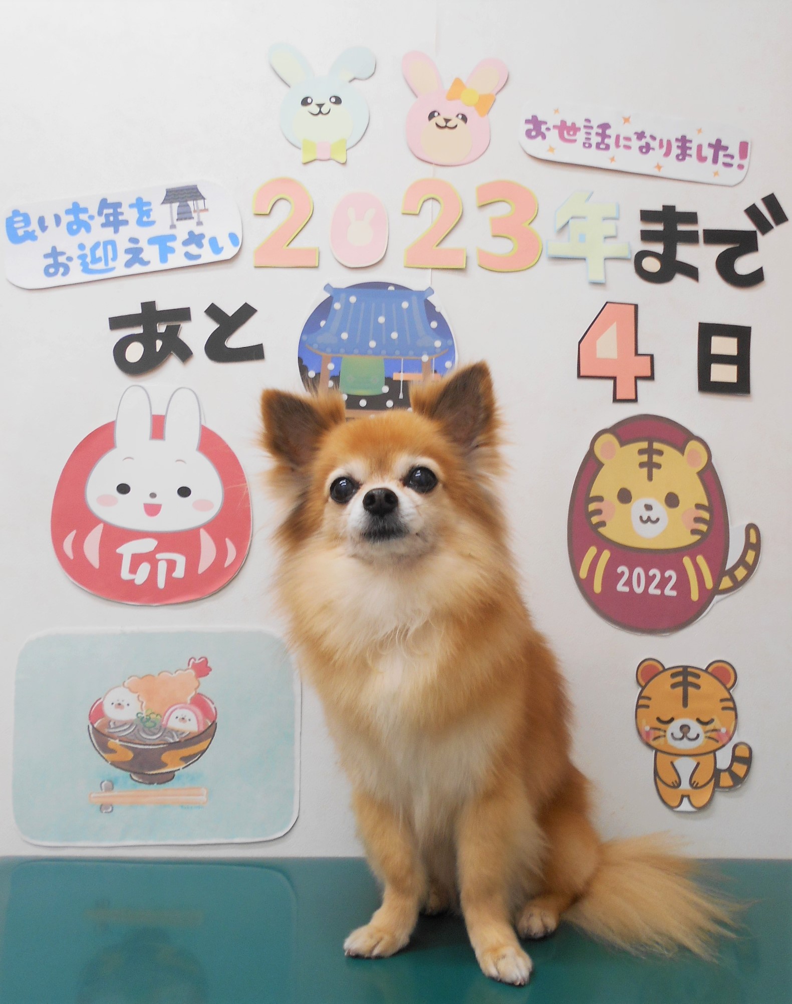 チワワのトリミングカット シュシュどうぶつ病院の1枚目