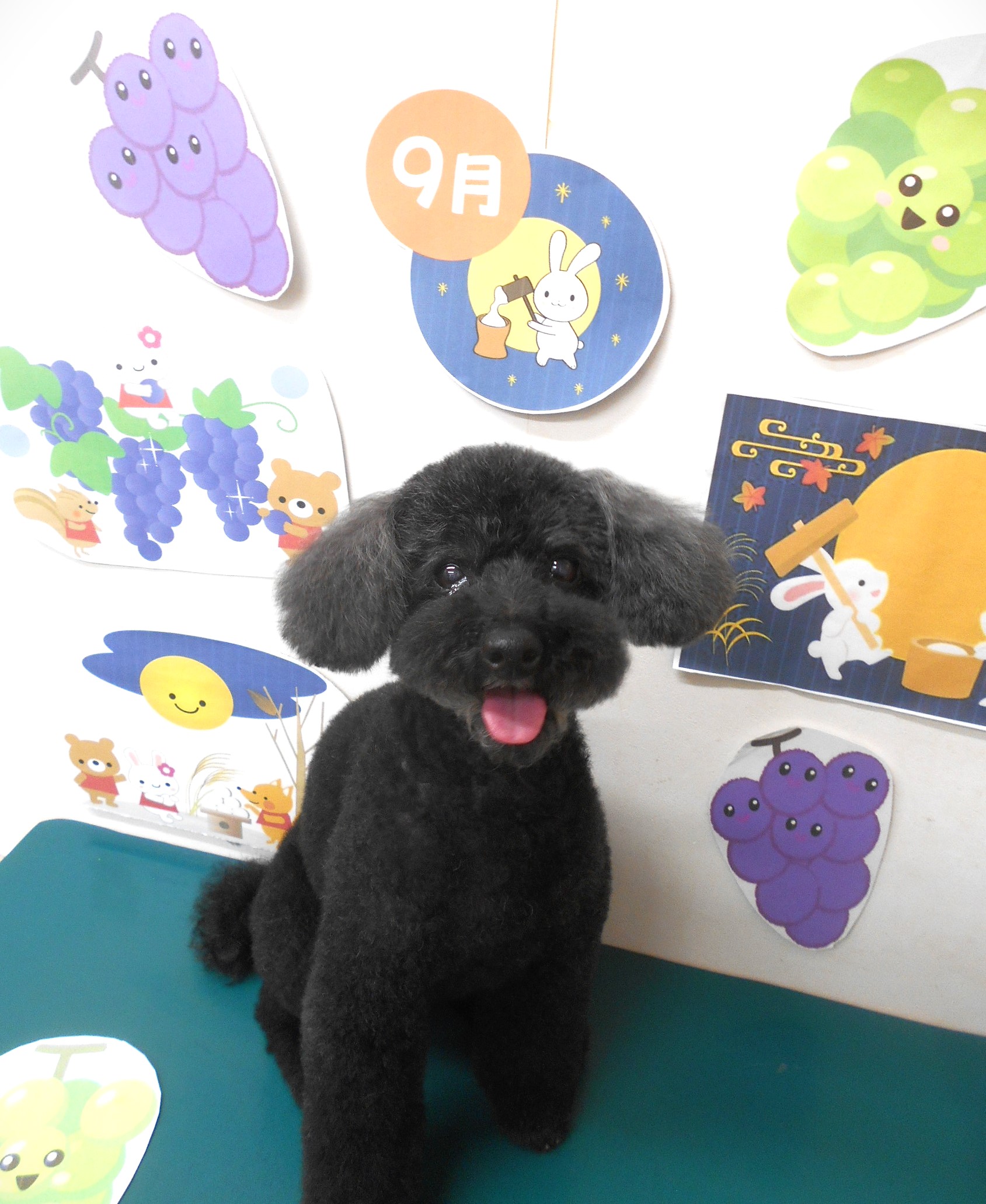 トイプードルのトリミングカット シュシュどうぶつ病院の1枚目