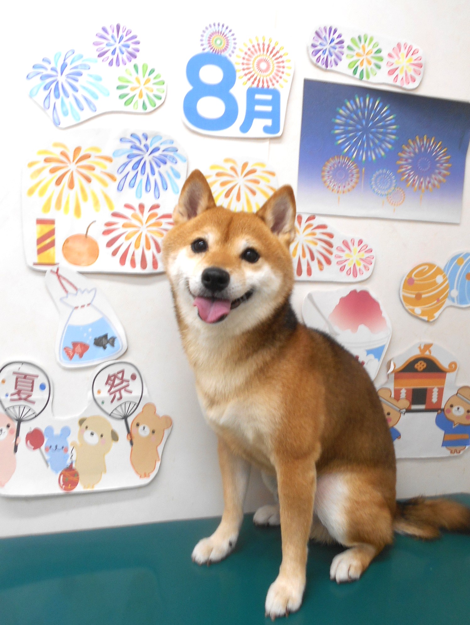 柴犬のトリミングカット シュシュどうぶつ病院の1枚目