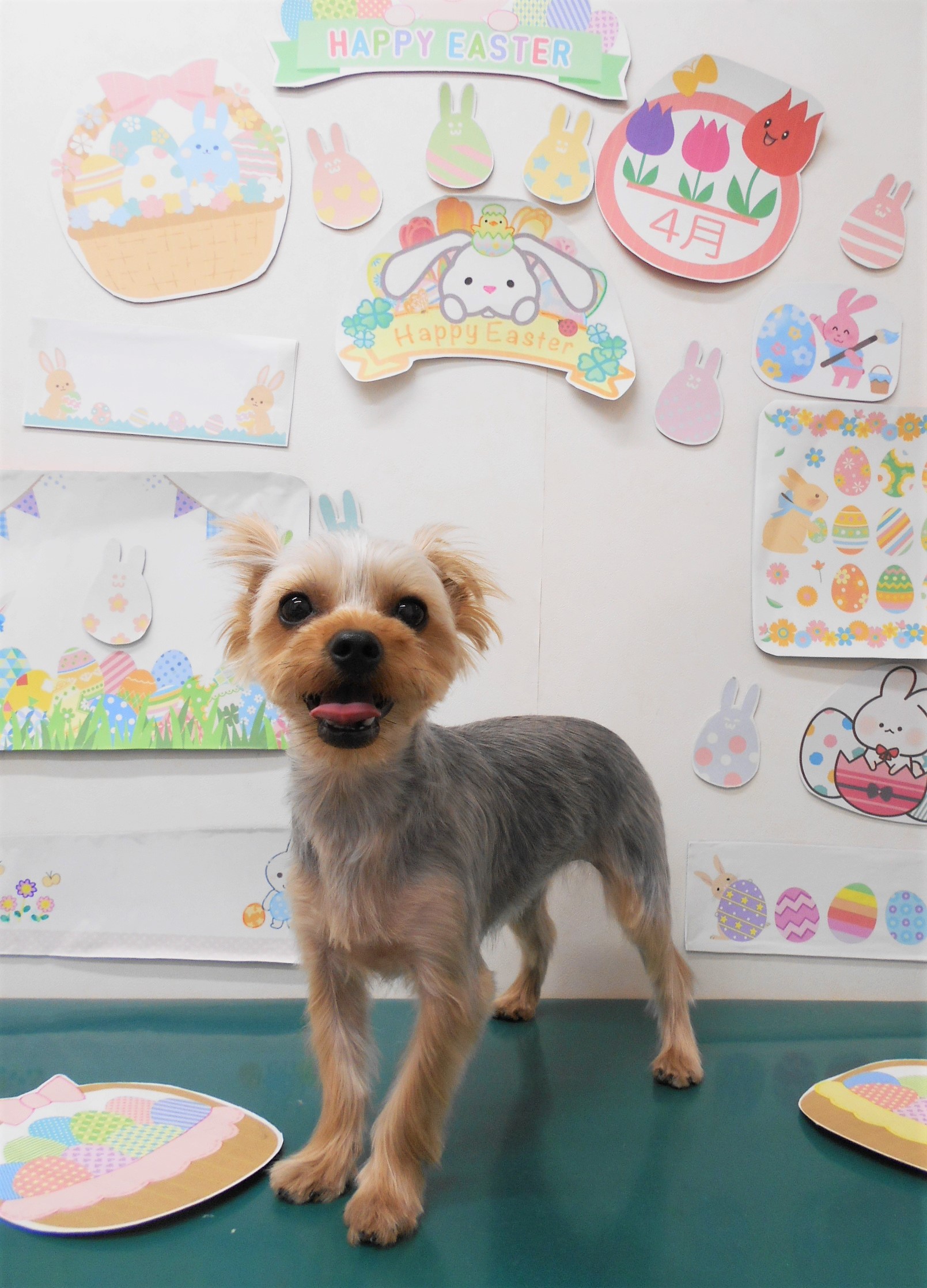 ヨークシャーテリアのトリミングカット シュシュどうぶつ病院の1枚目