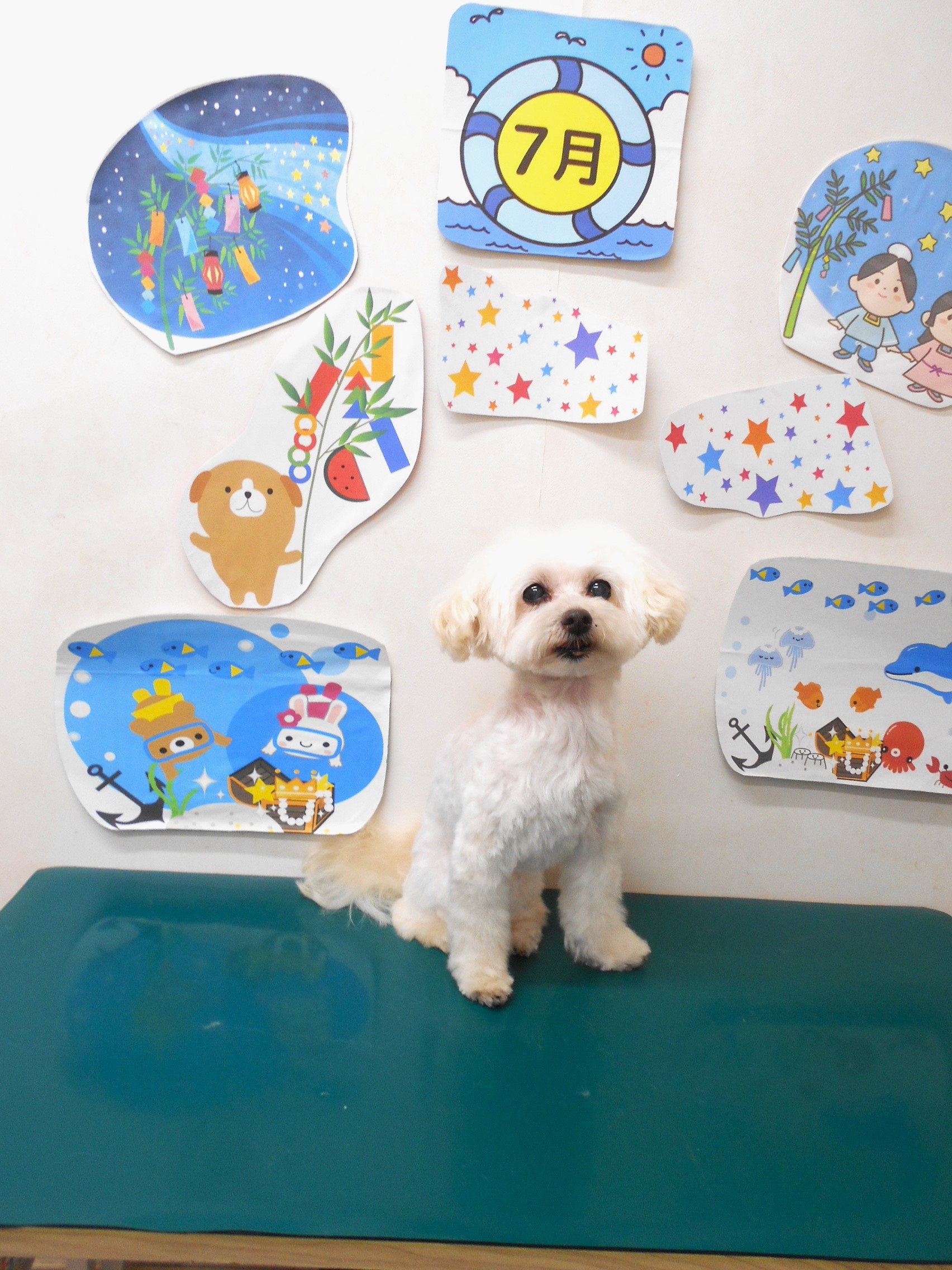 ミックス犬(その他)のトリミングカット シュシュどうぶつ病院の1枚目