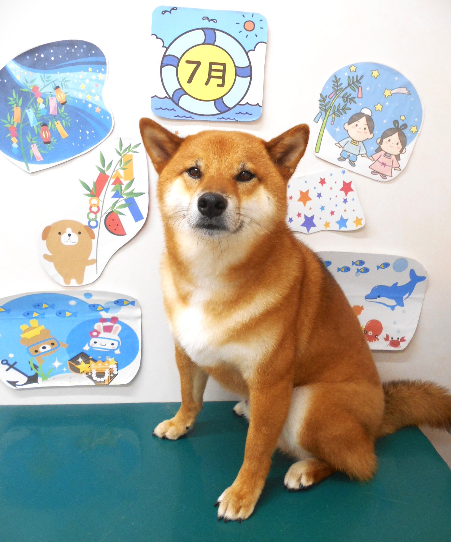 柴犬のトリミングカット シュシュどうぶつ病院の1枚目