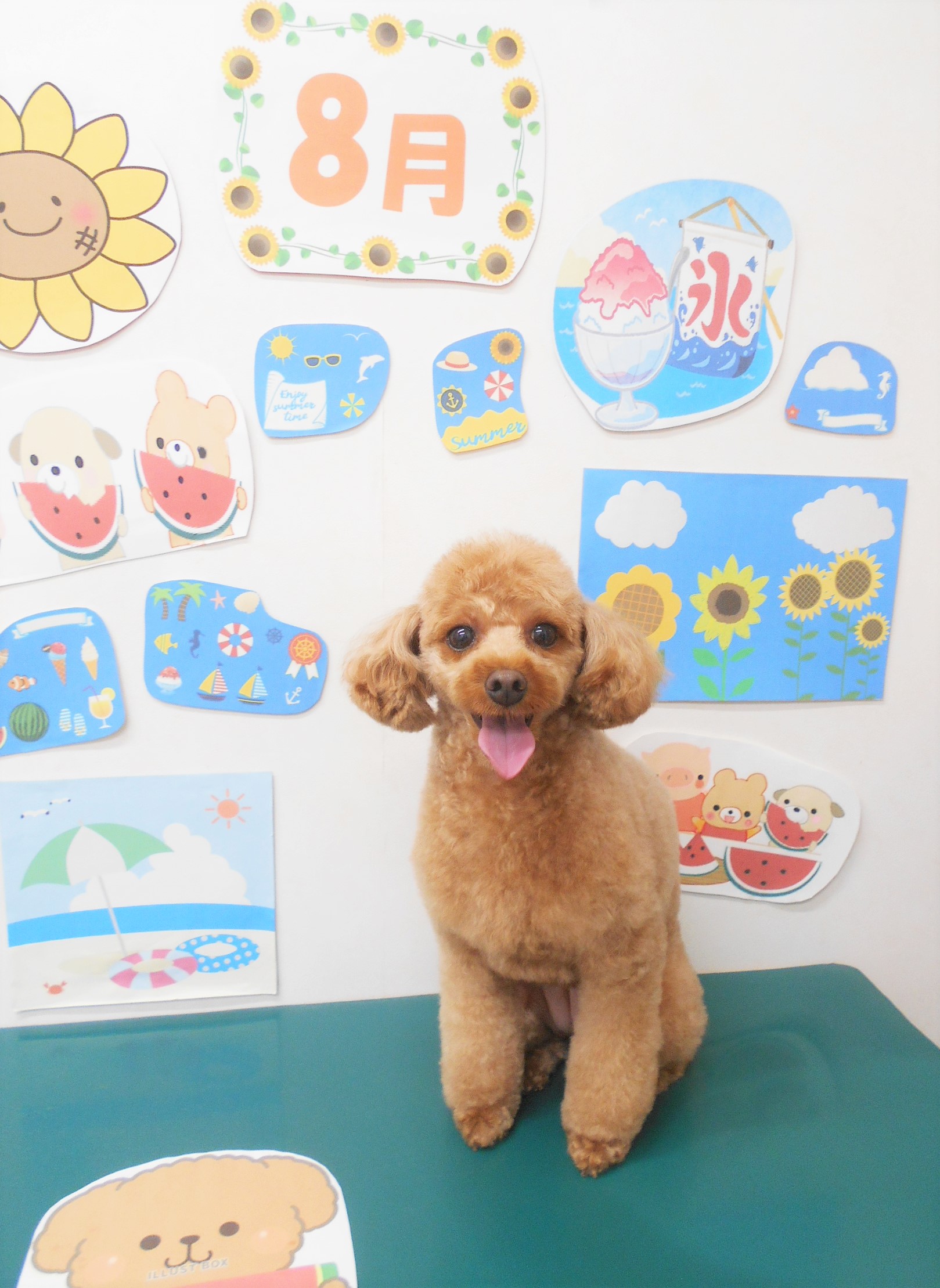 トリミングサロン シュシュどうぶつ病院のトリミングカット-7963の1枚目