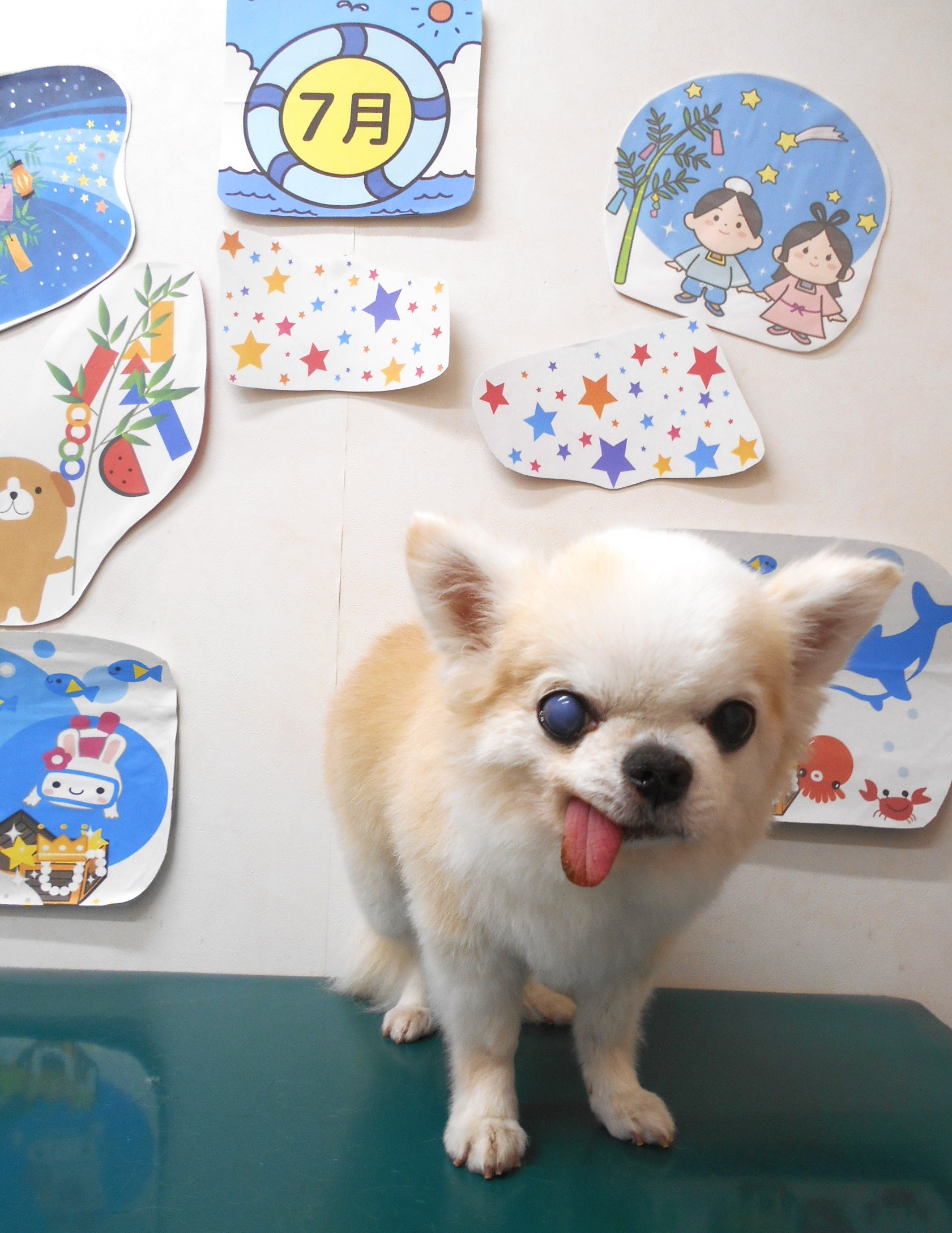チワワのトリミングカット シュシュどうぶつ病院の1枚目