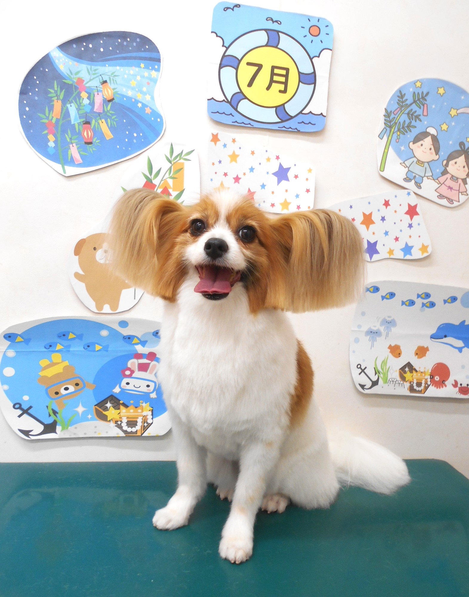 パピヨンのトリミングカット シュシュどうぶつ病院の1枚目