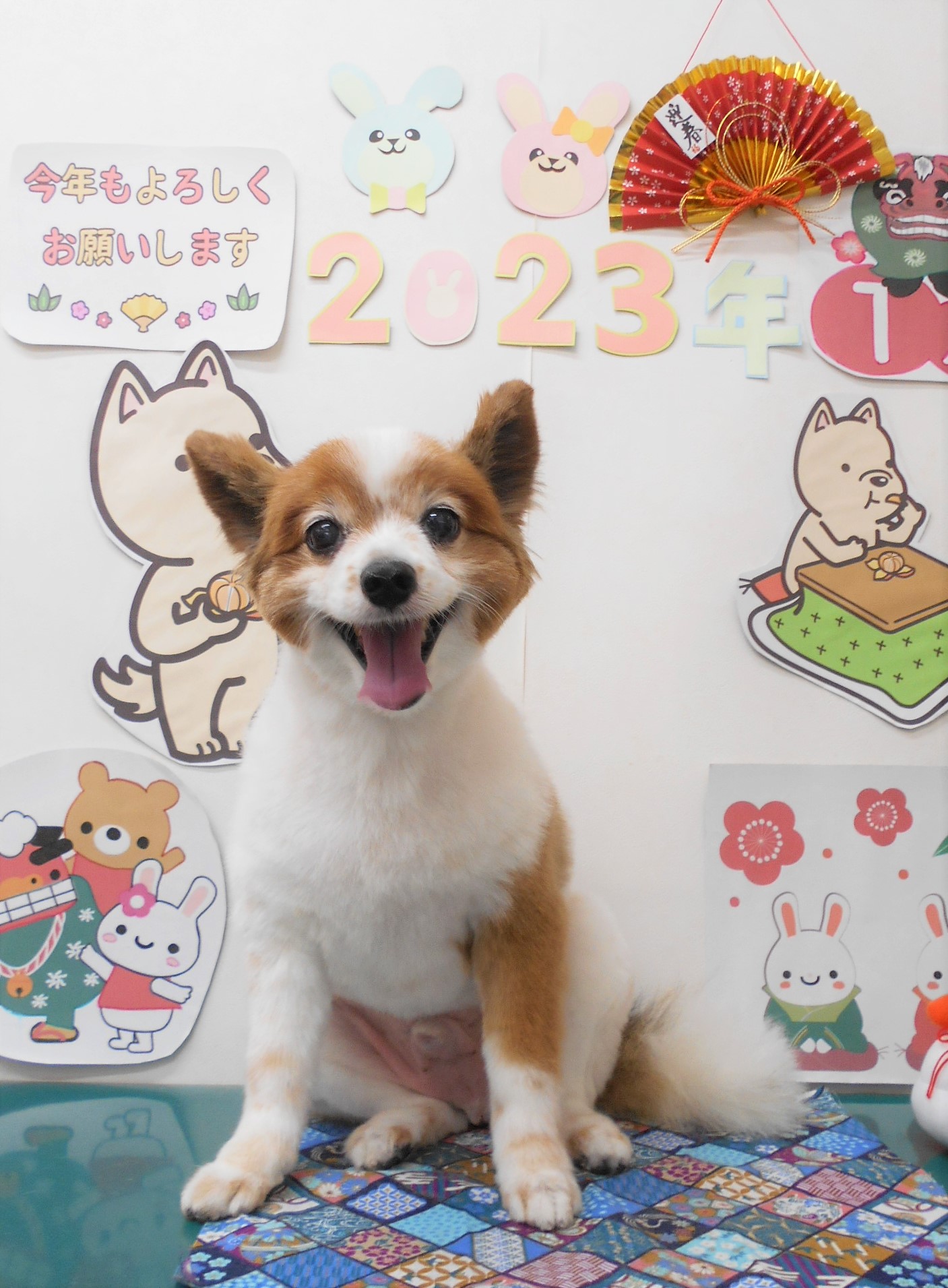 パピヨンのトリミングカット シュシュどうぶつ病院の1枚目