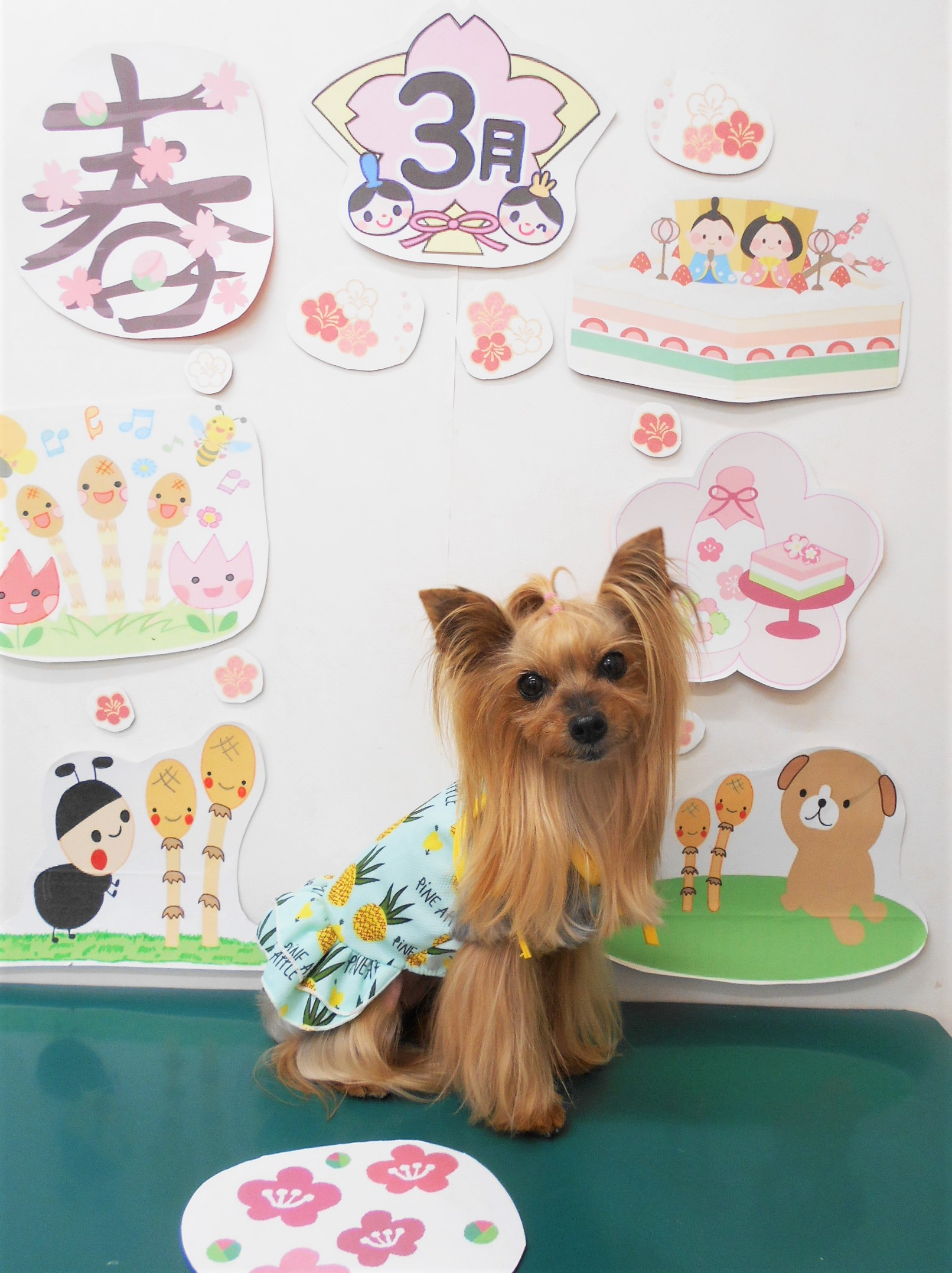 ヨークシャーテリアのトリミングカット シュシュどうぶつ病院の1枚目