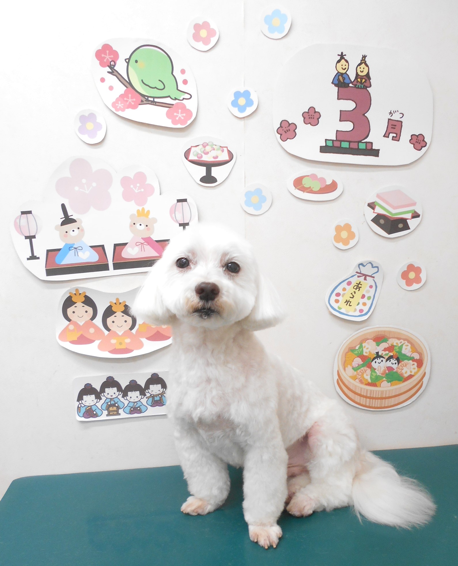 ミックス犬(その他)のトリミングカット シュシュどうぶつ病院の1枚目