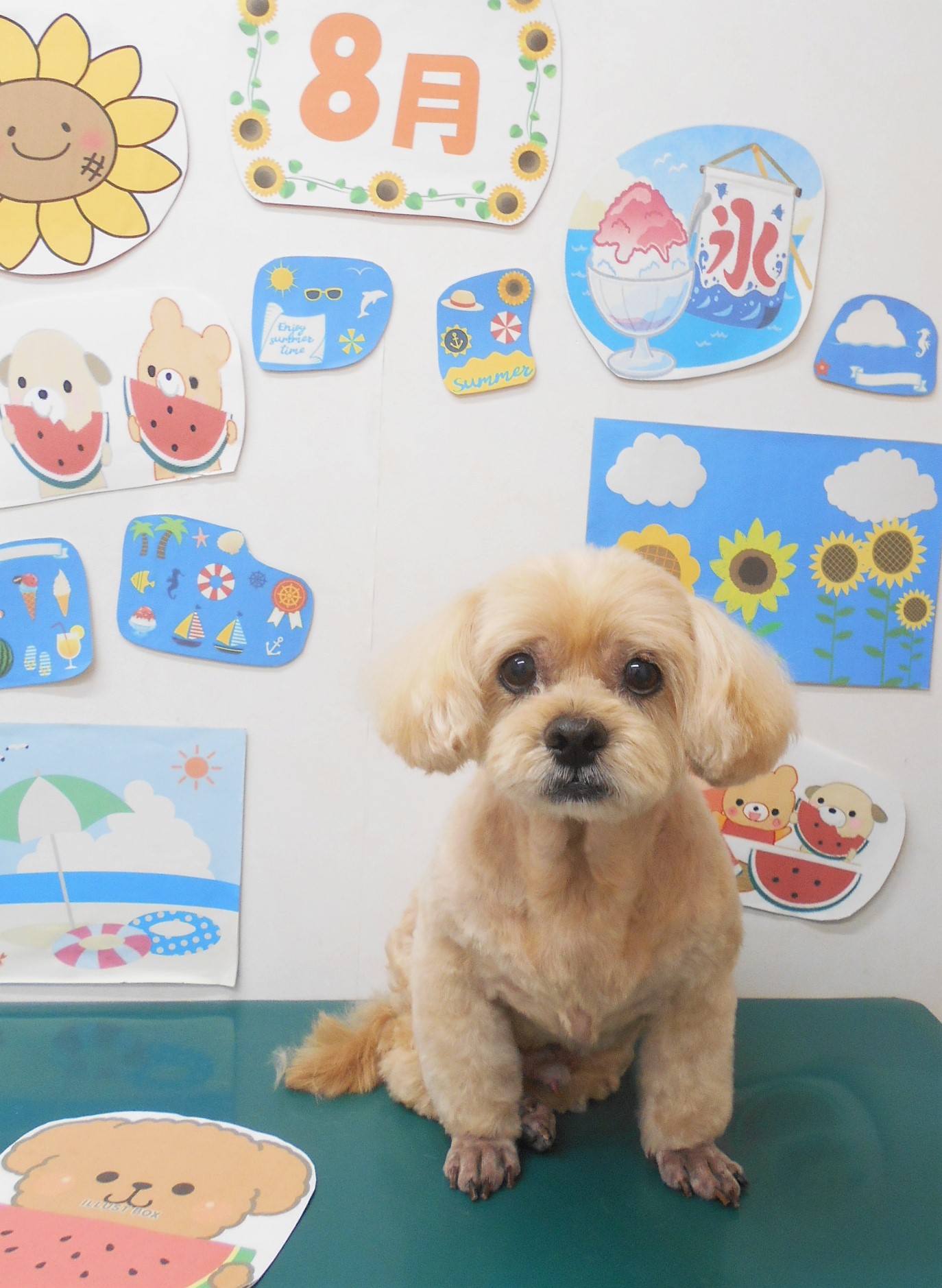 ミックス犬(その他)のトリミングカット シュシュどうぶつ病院の1枚目