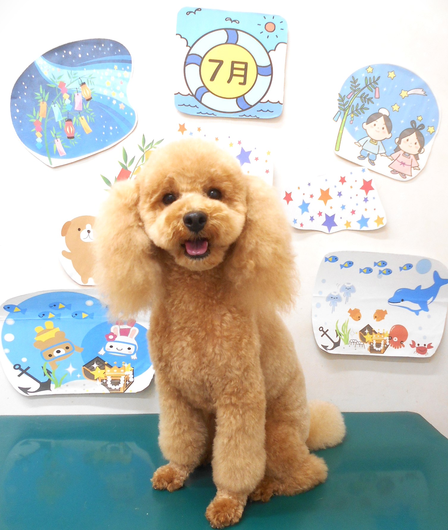 トイプードルのトリミングカット シュシュどうぶつ病院の1枚目