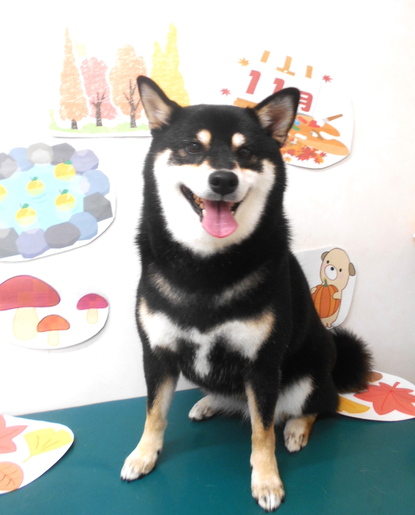 柴犬のトリミングカット シュシュどうぶつ病院の1枚目