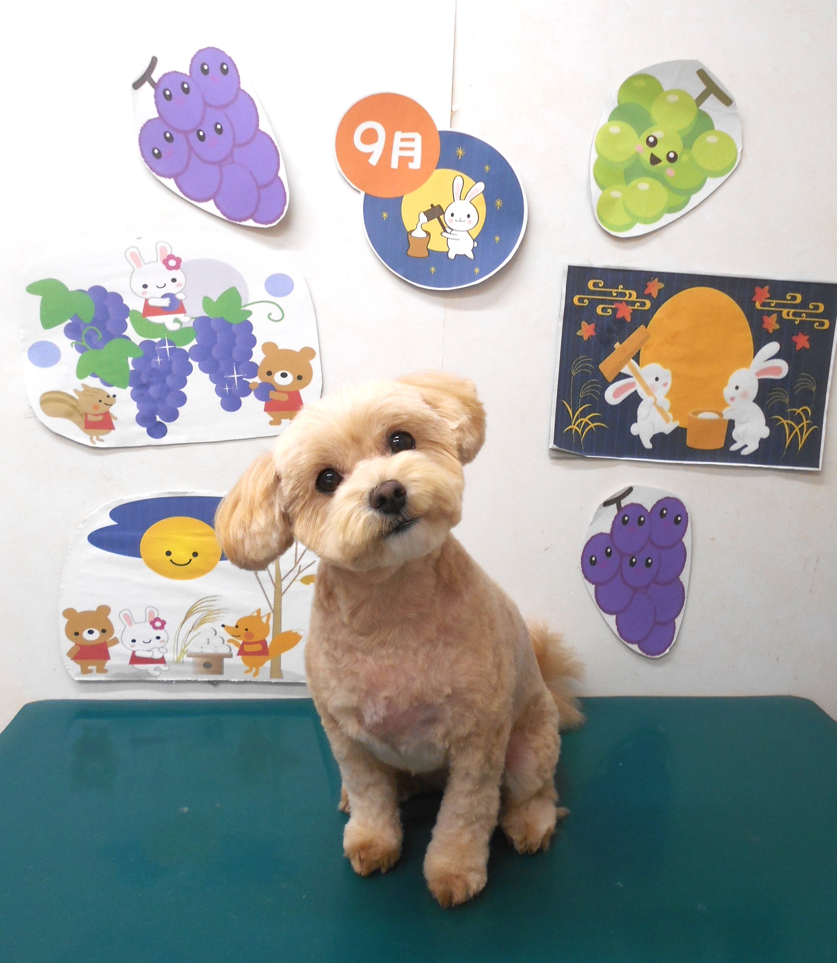 ミックス犬(その他)のトリミングカット シュシュどうぶつ病院の1枚目